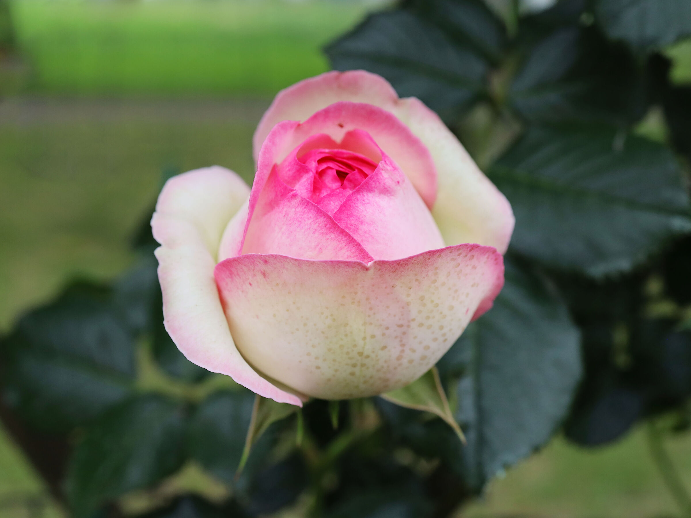 The Roses of the Garden - "Pierre de Ronsard"