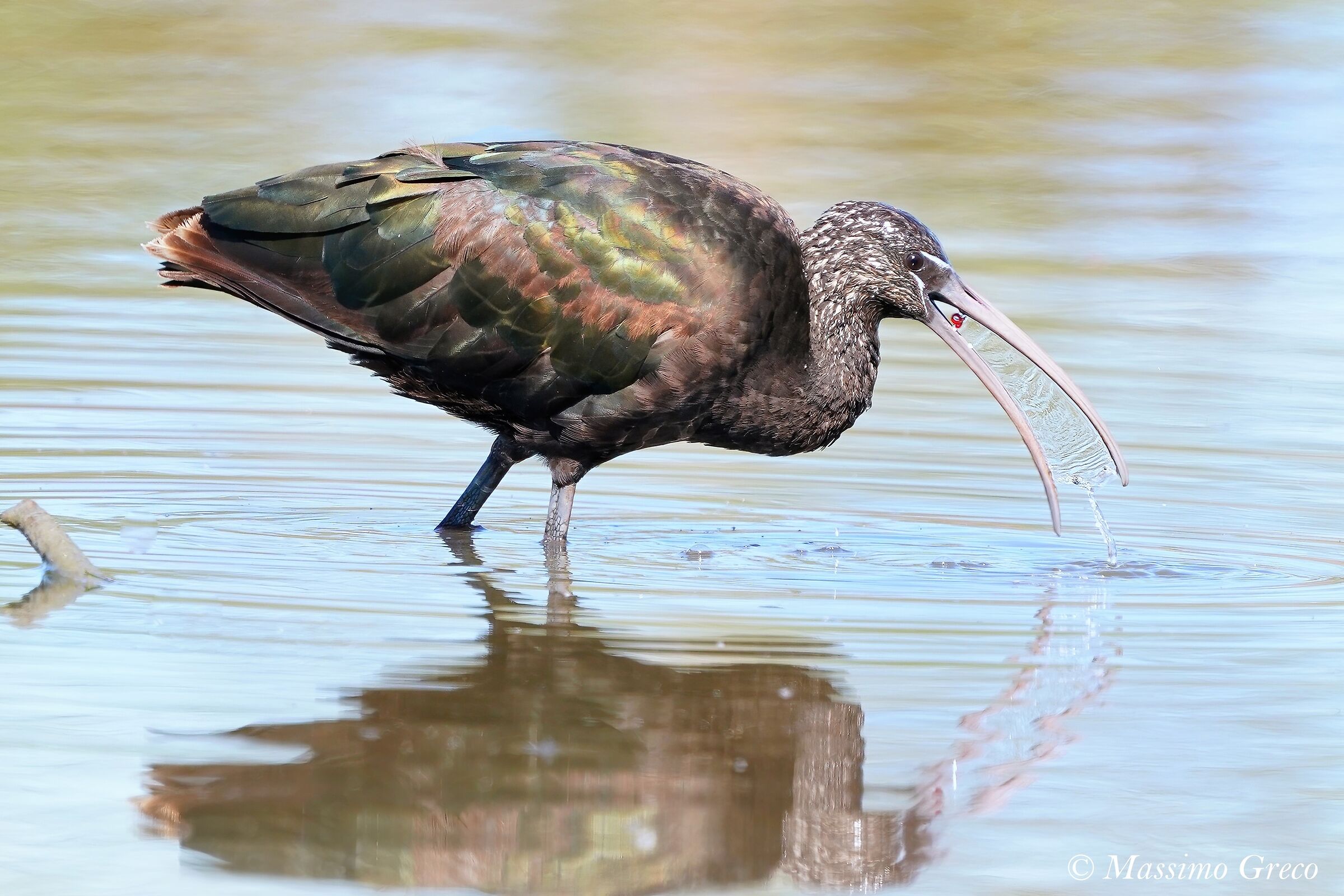 Mignattaio (Plegadis falcinellus)