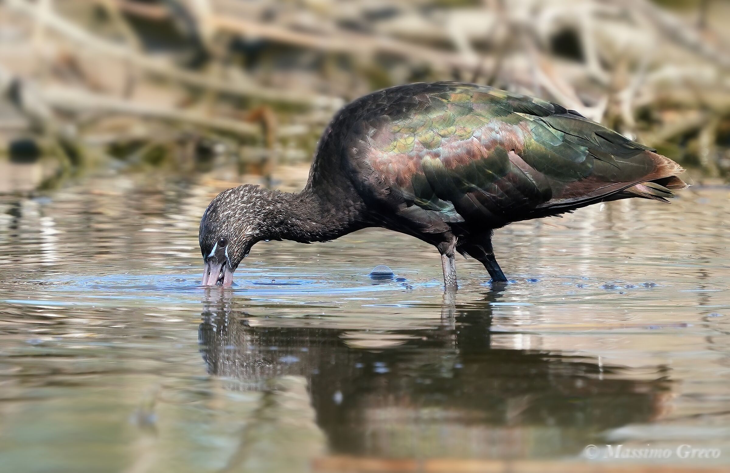 Mignattaio (Plegadis falcinellus)