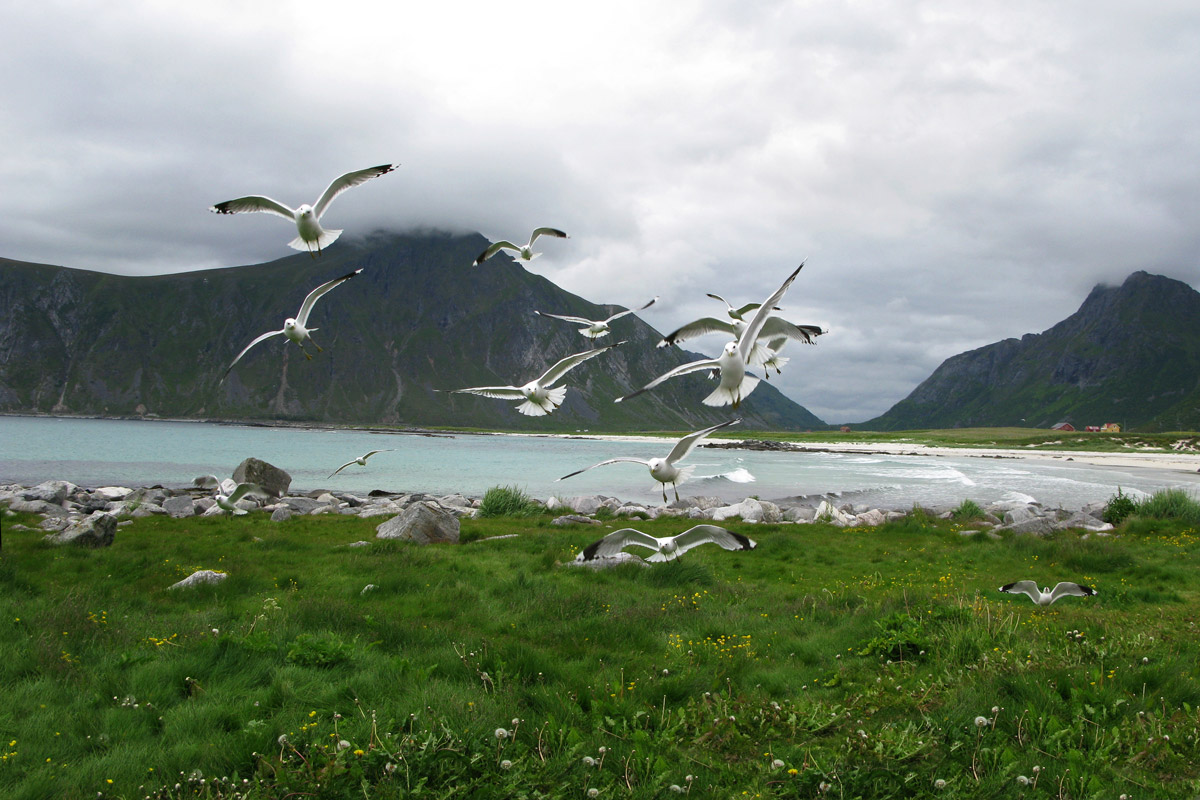 Lofoten Islands - Seagulls