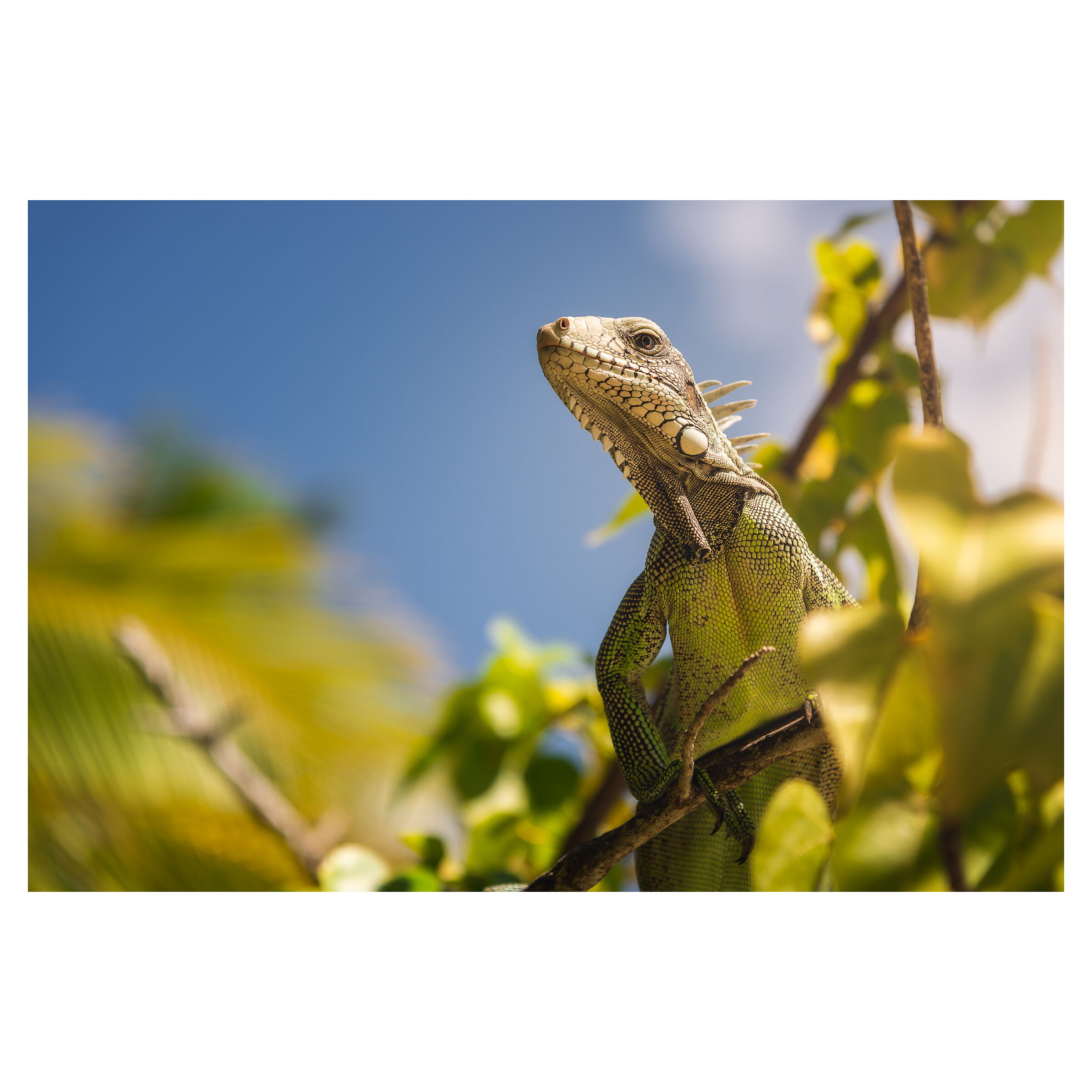 Iguana delle Antille - Guadalupe