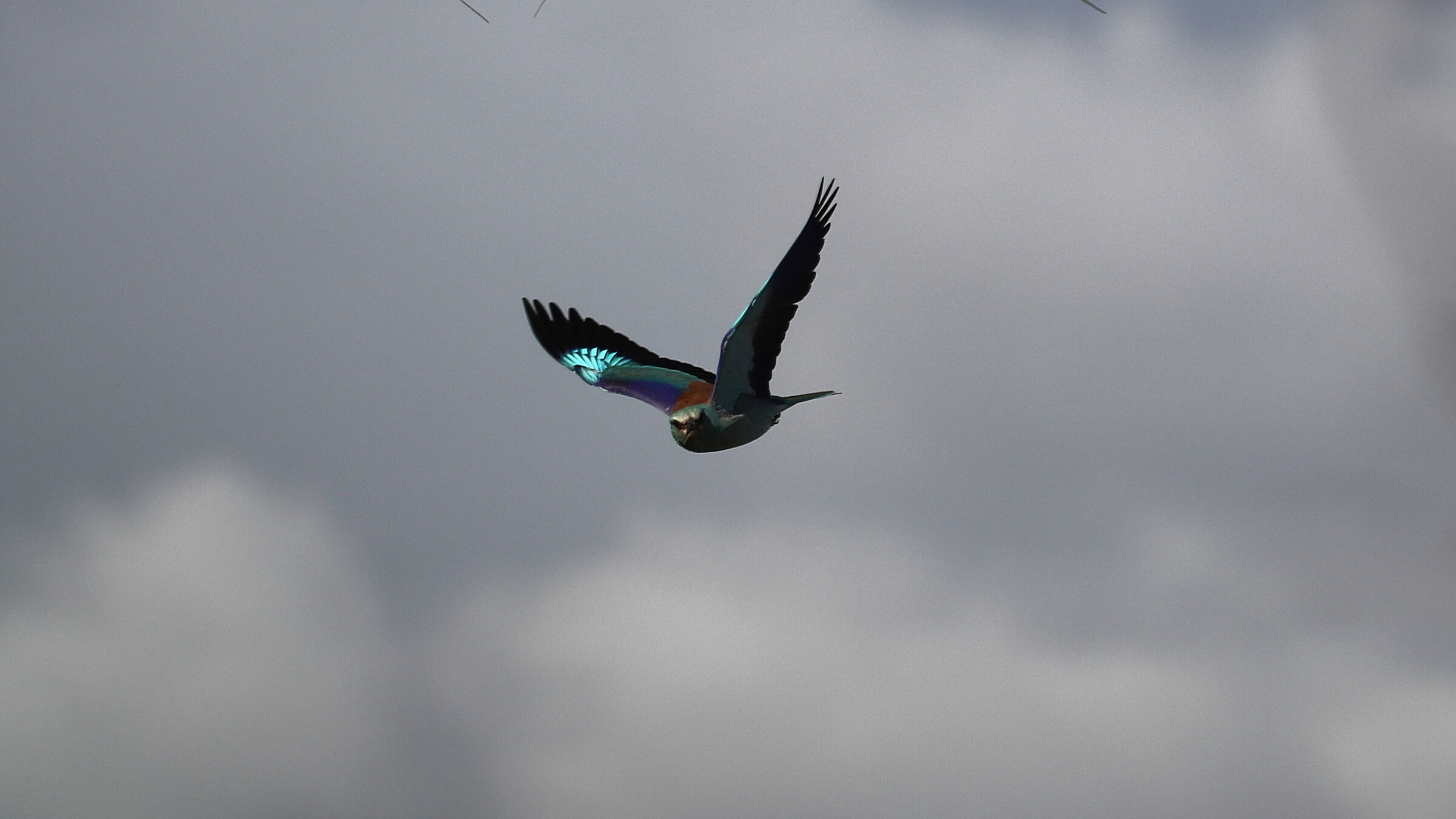 observation Kingfisher, in Coltano