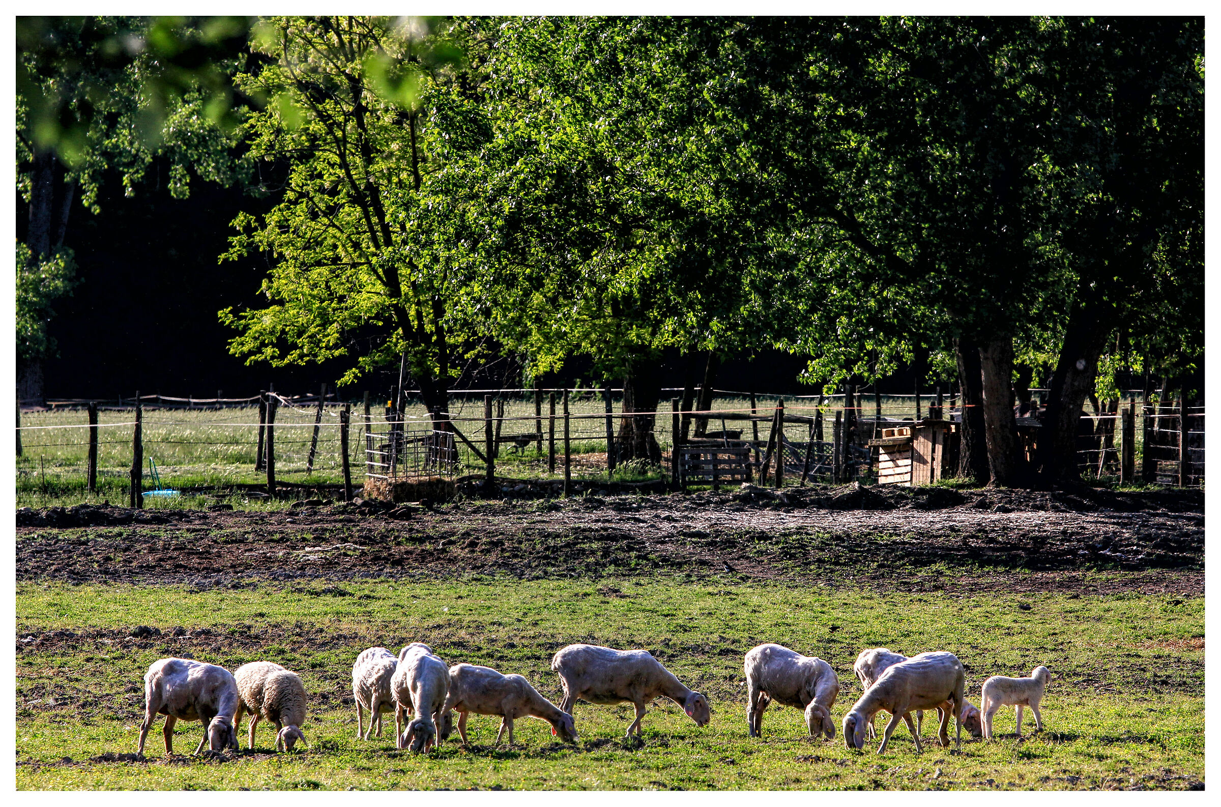 ... nella vecchia fattoria ia ia oh ...