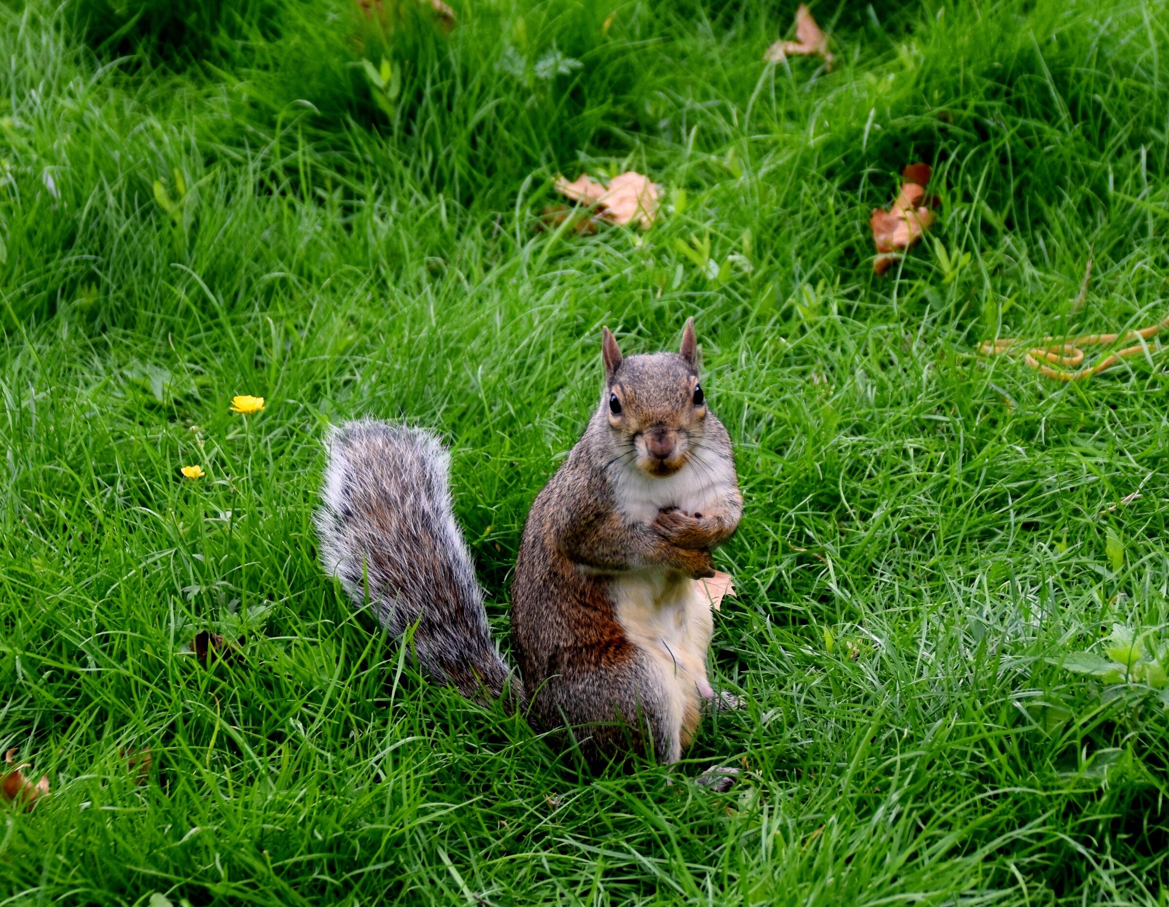 Un simpatico amico di St. James' Park