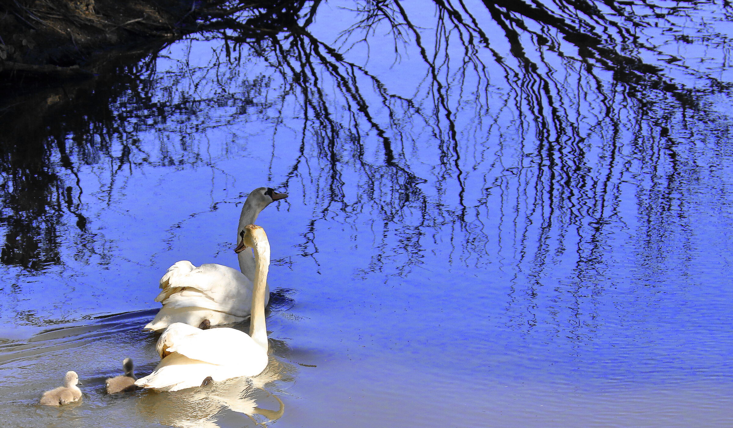 Cigni con piccoli