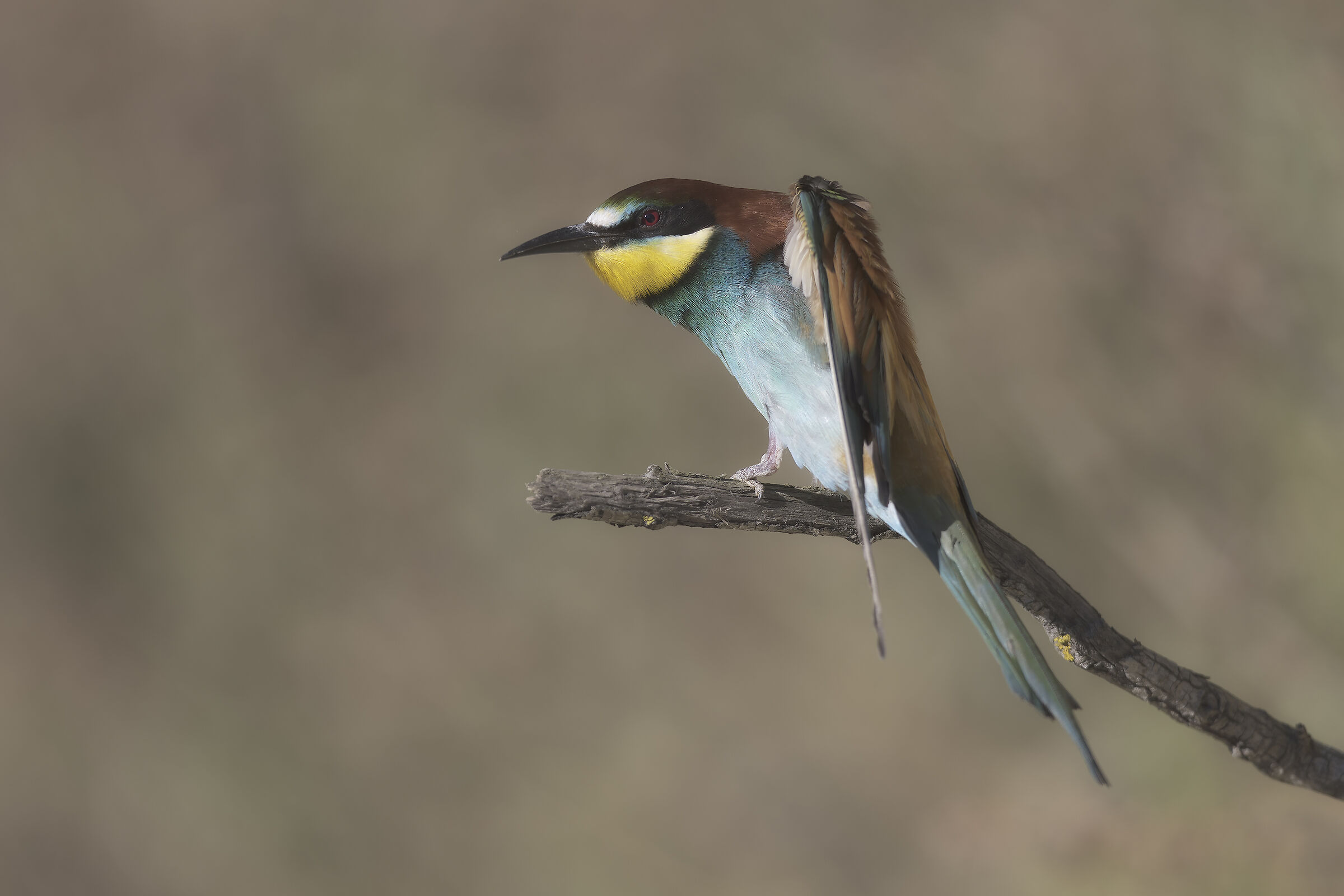 dinamico ma non troppo... a 2,8