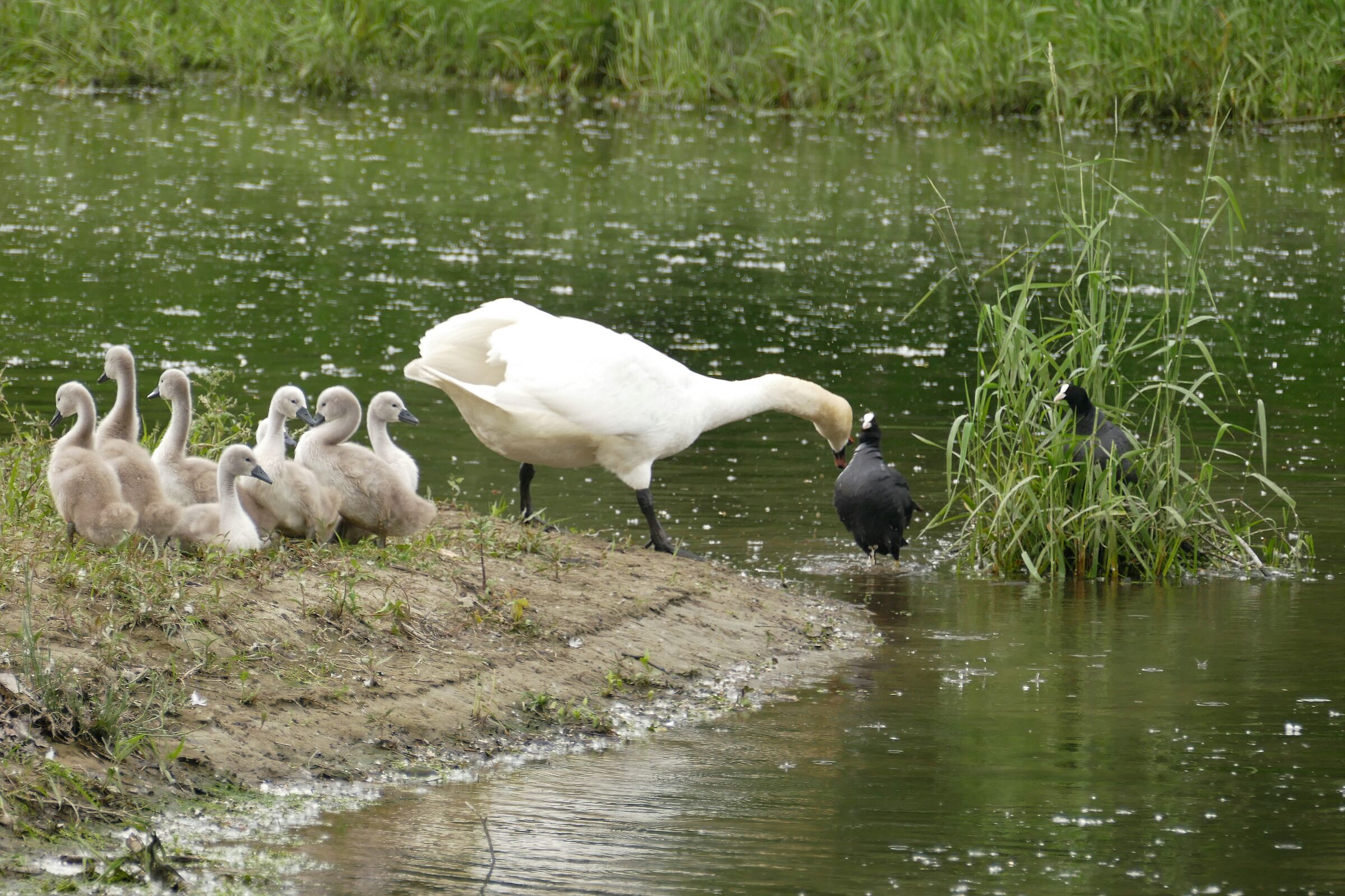 battibecco....tra madri