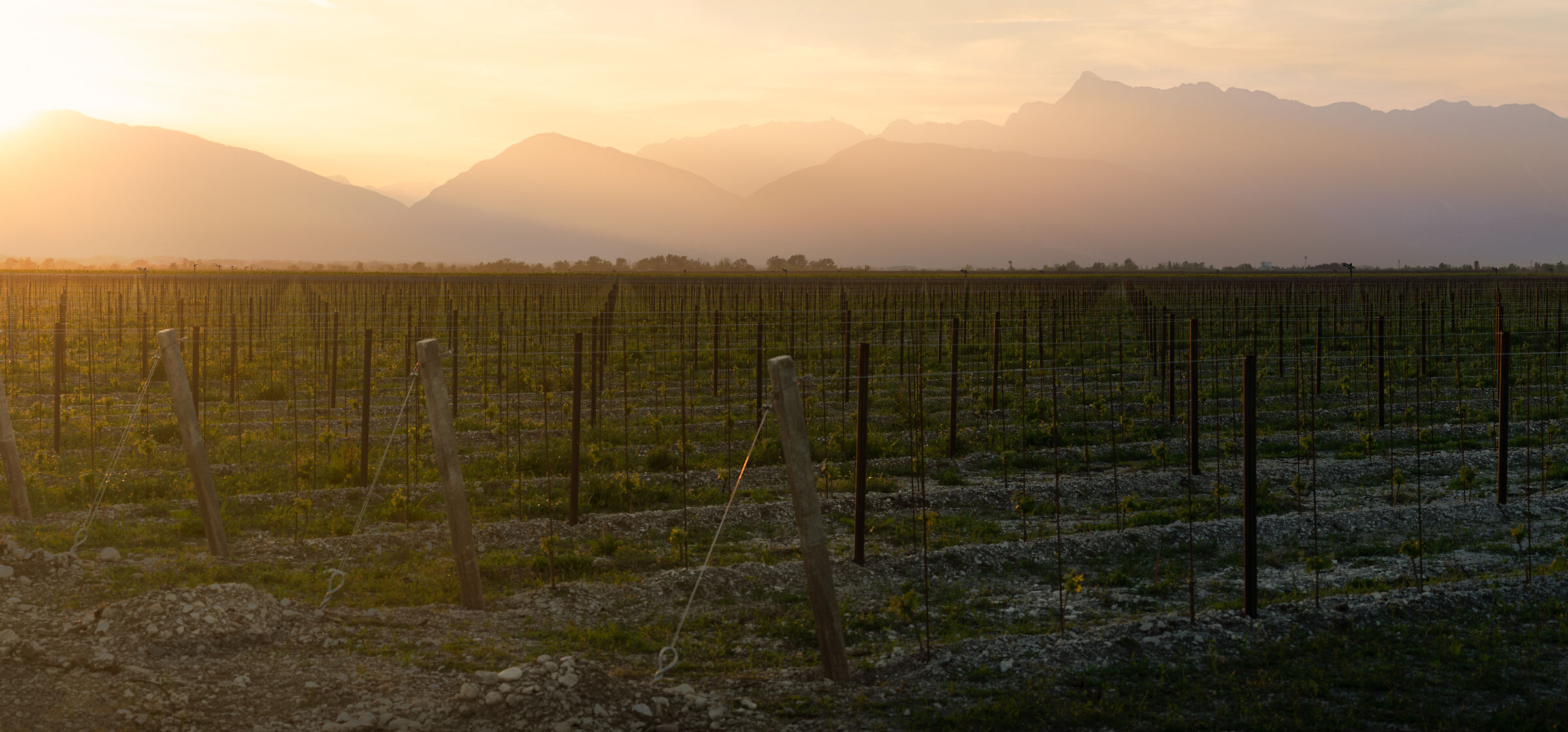 Piccoli vigneti crescono