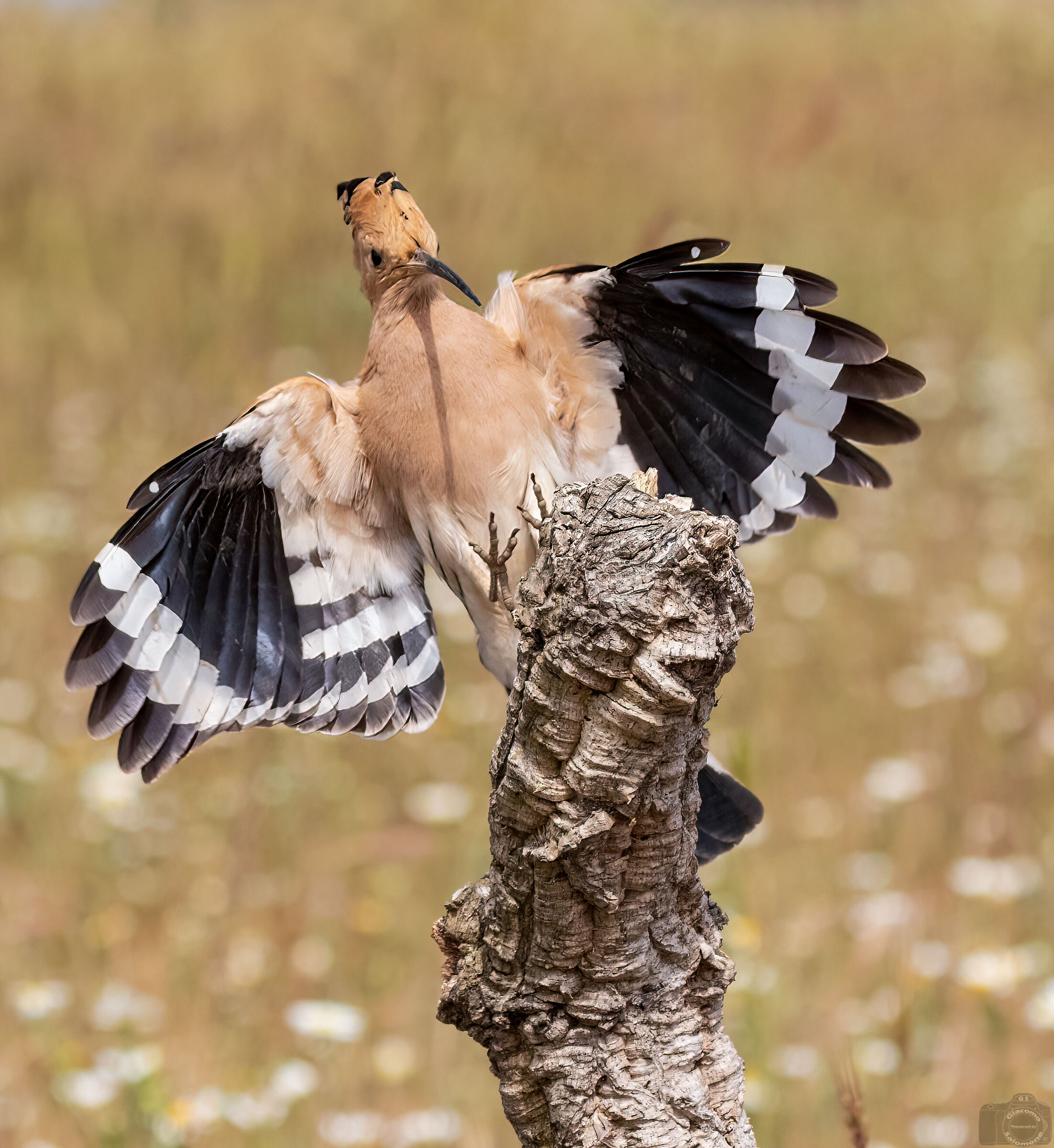 I 'm.. hoopoe.