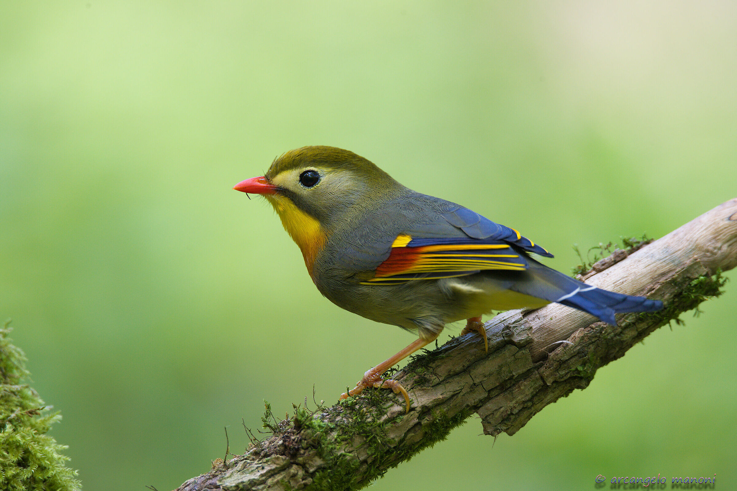 When the light of the undergrowth becomes magical