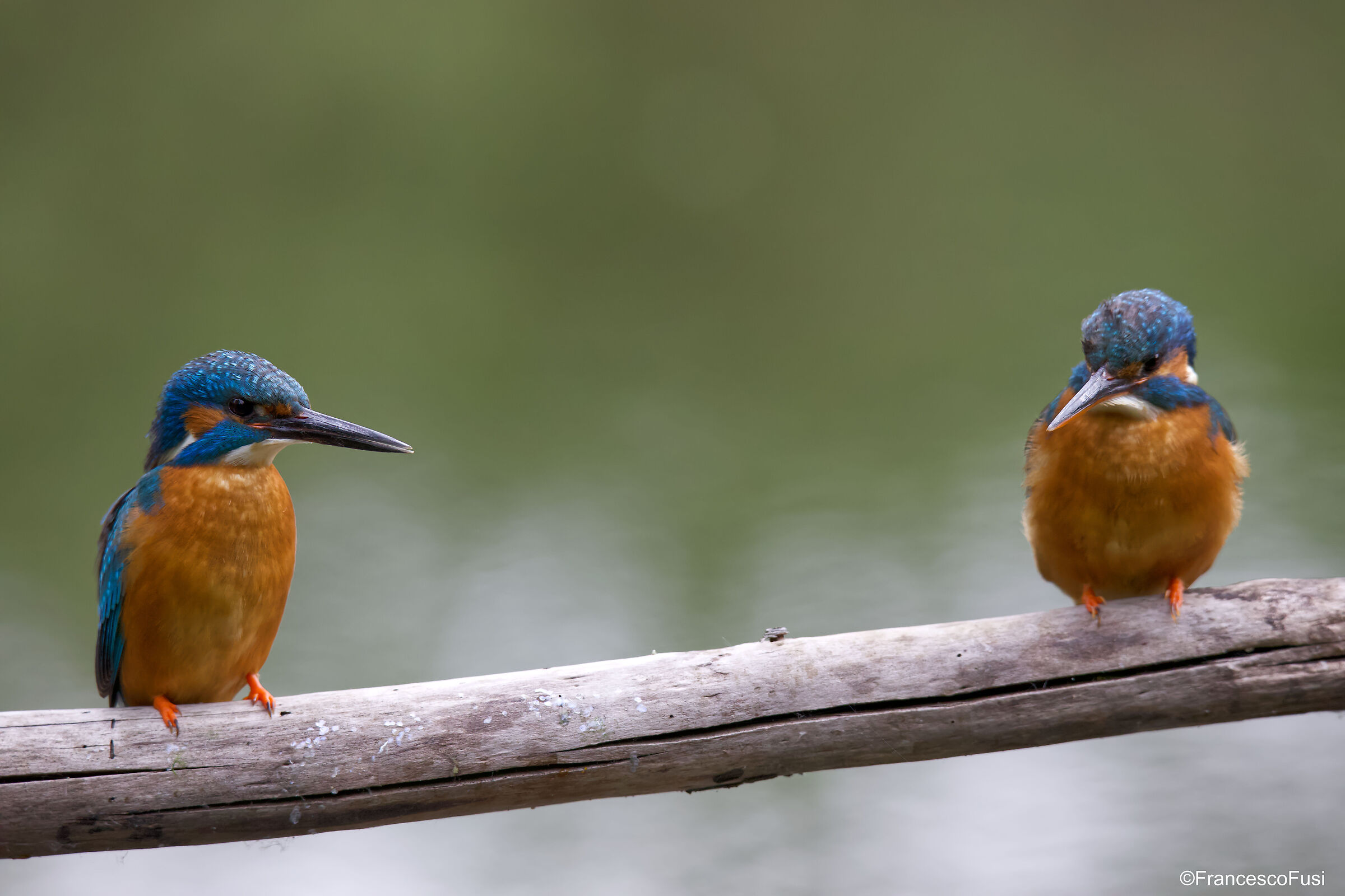 Coppia di Martin pescatore