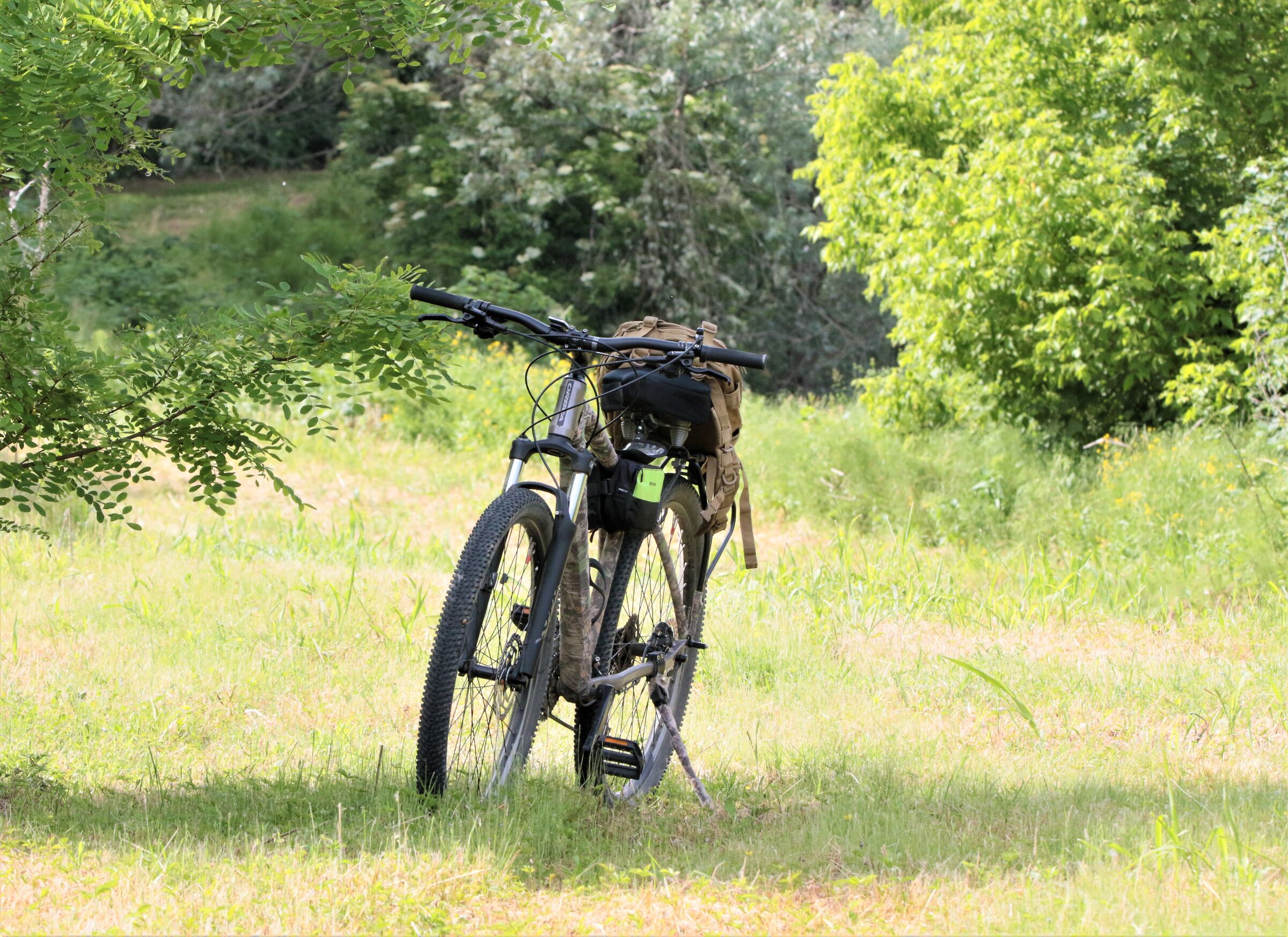 compagna inseparabile