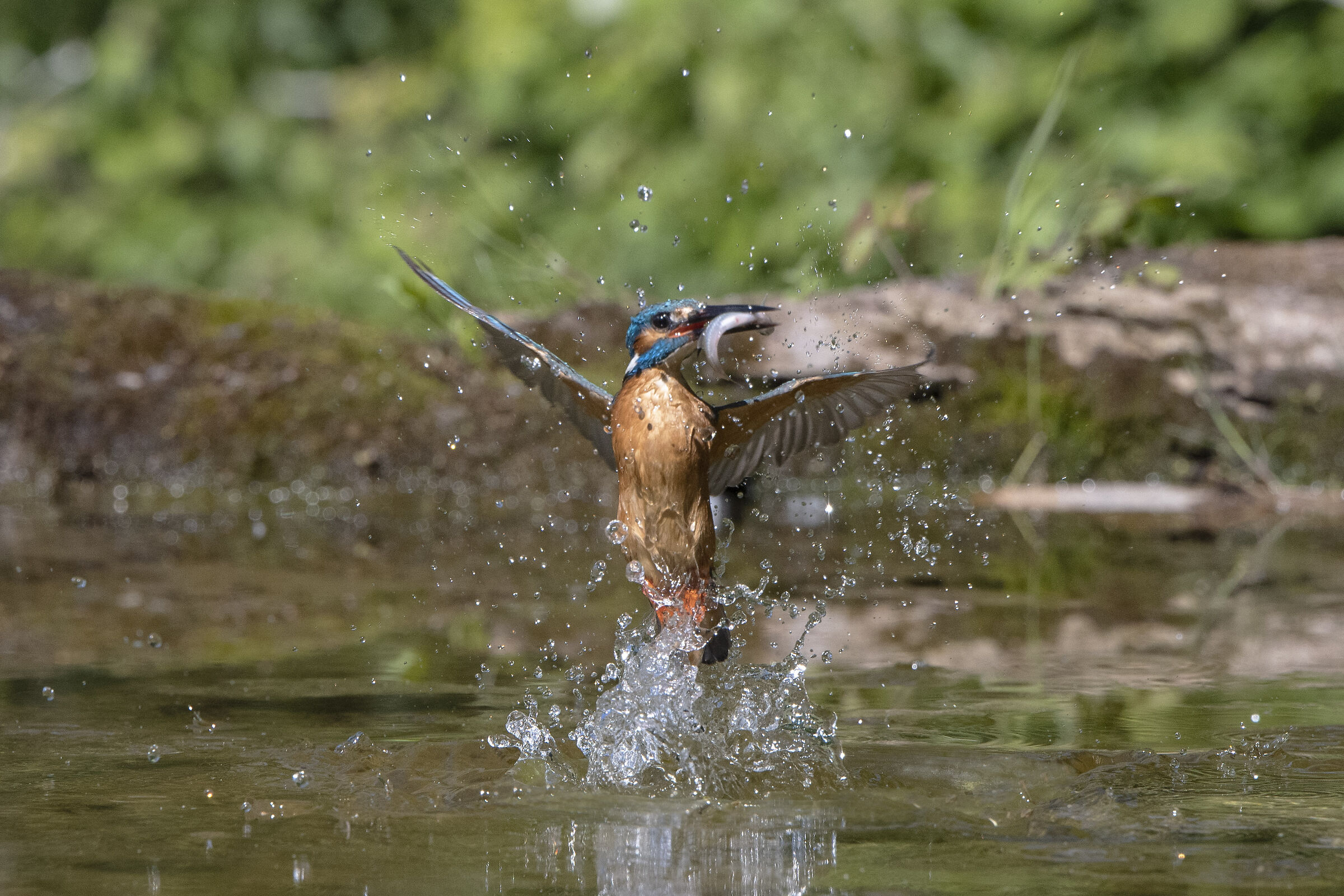kingfisher