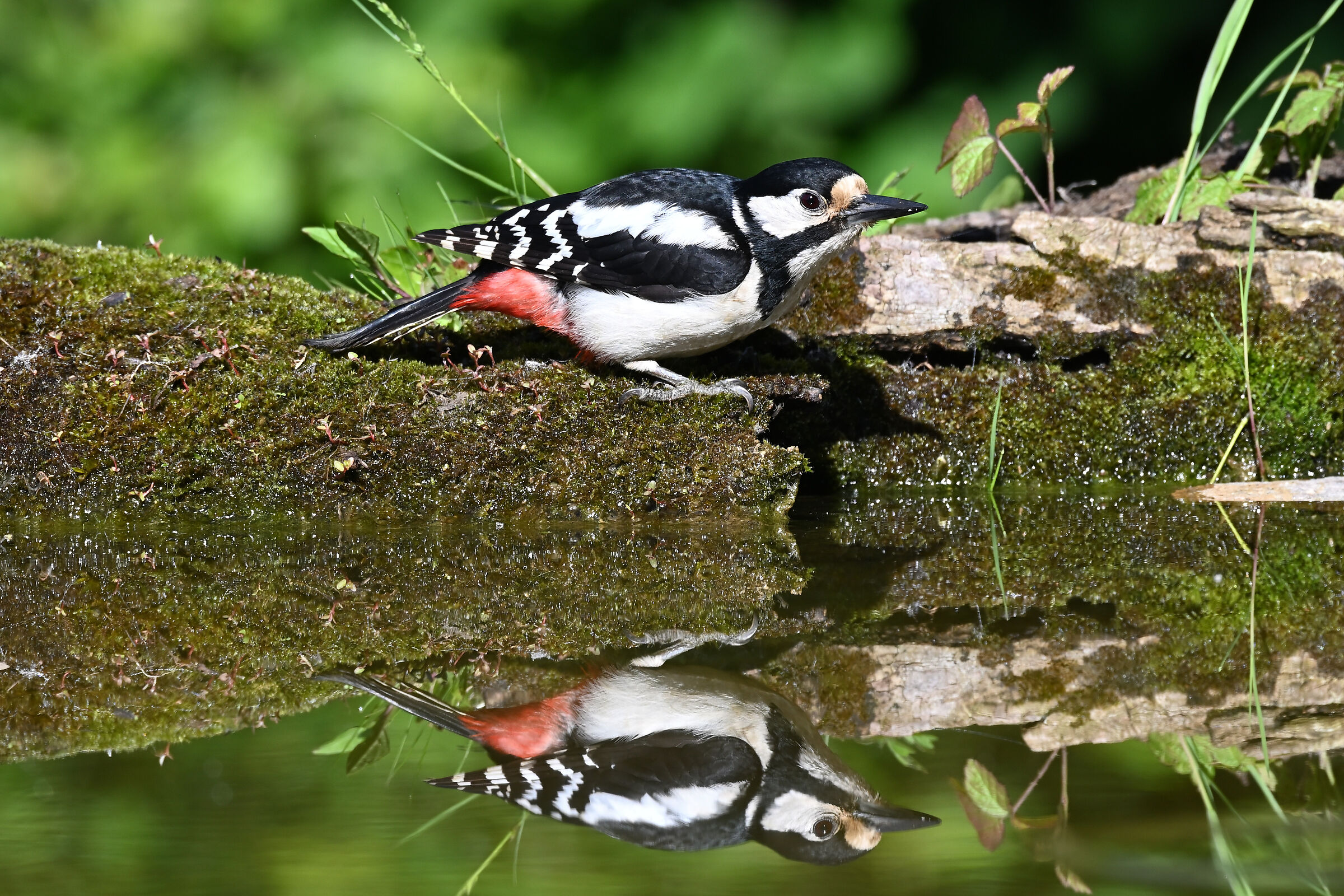 Greater red woodpecker