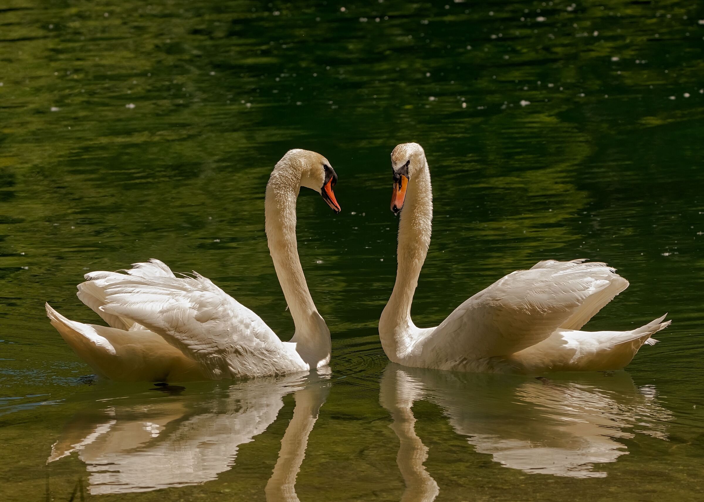 Royal Swans pair on the Adda River 21/05/2021