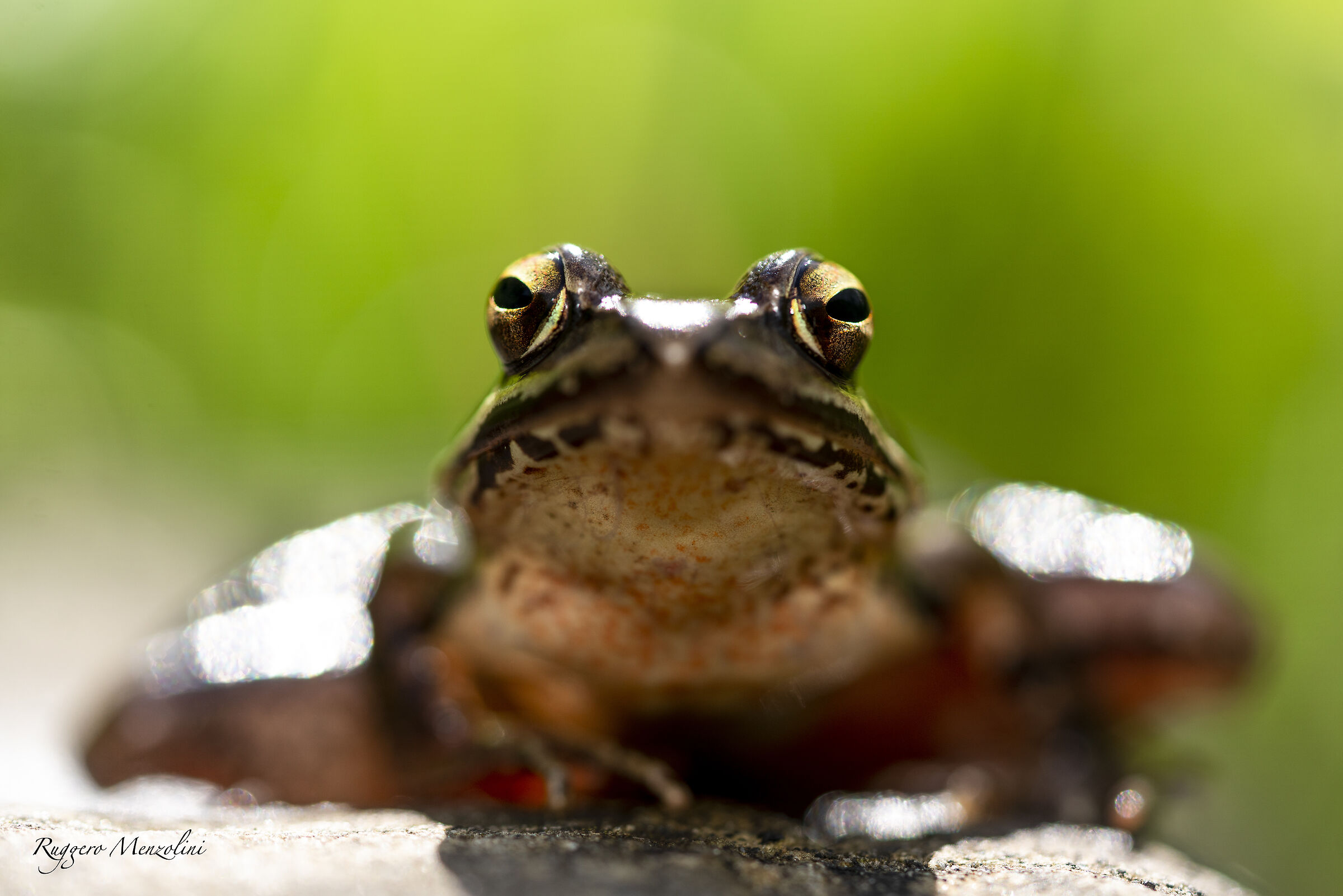 Apennine frog