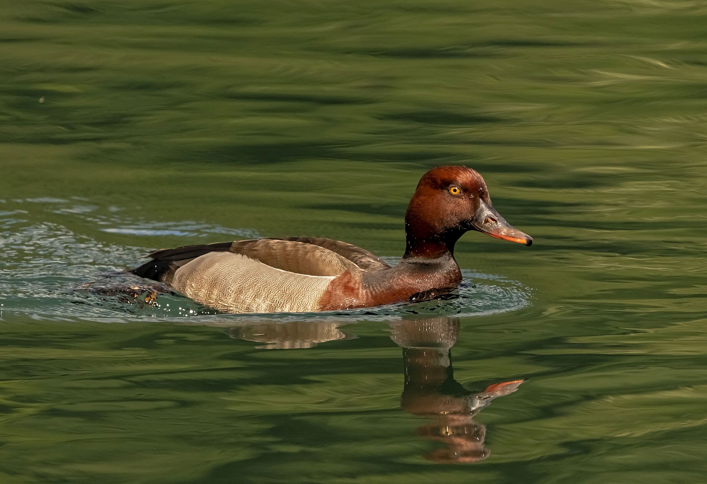 I don't know what River Adda is 21/05/2021