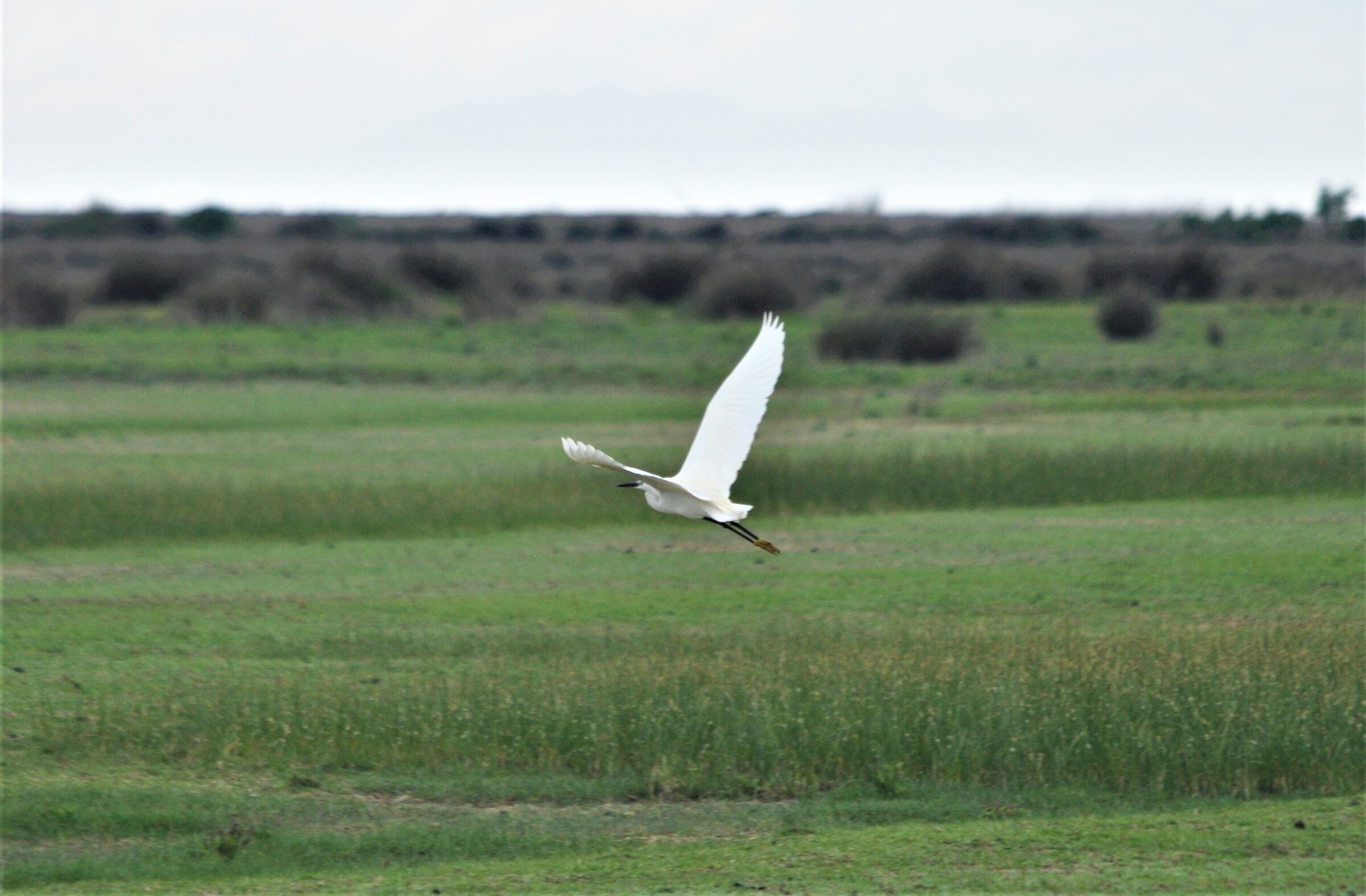 Egret flight