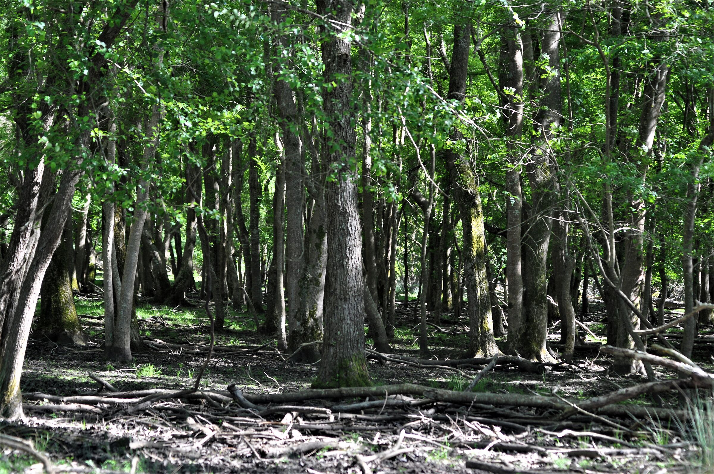 Dense forest