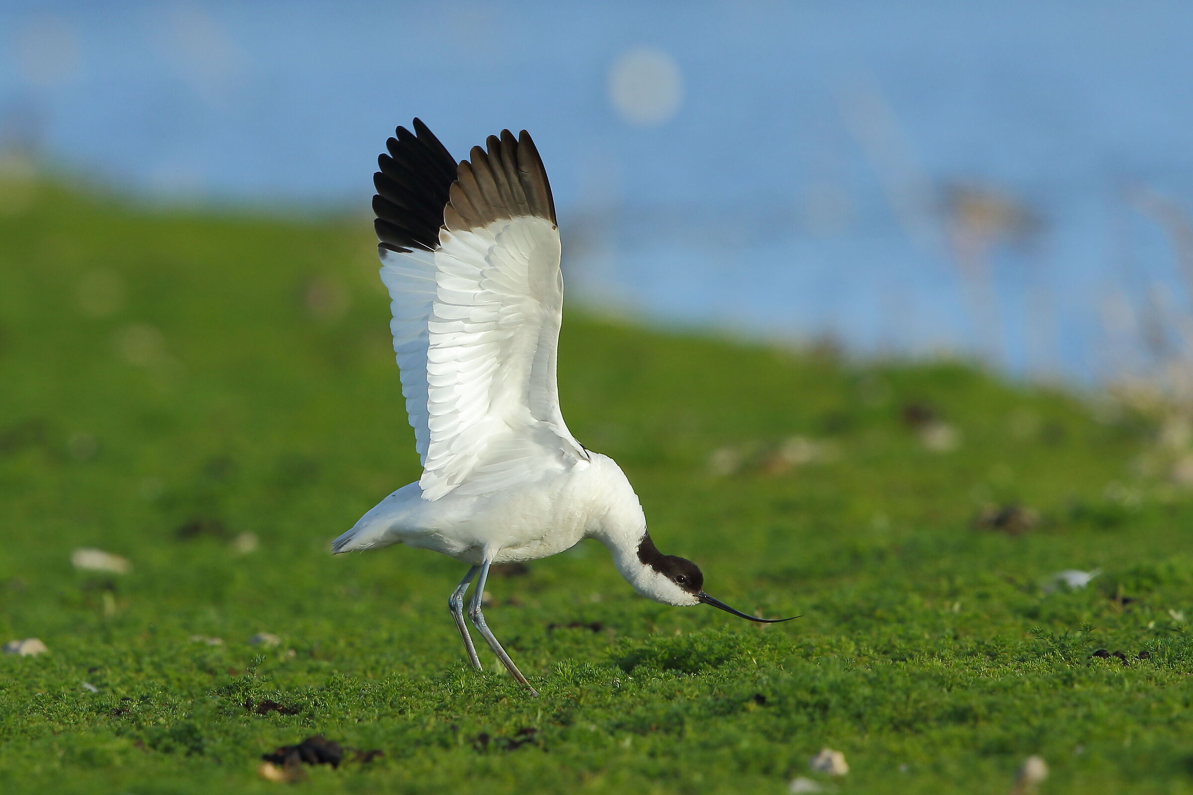 avocet
