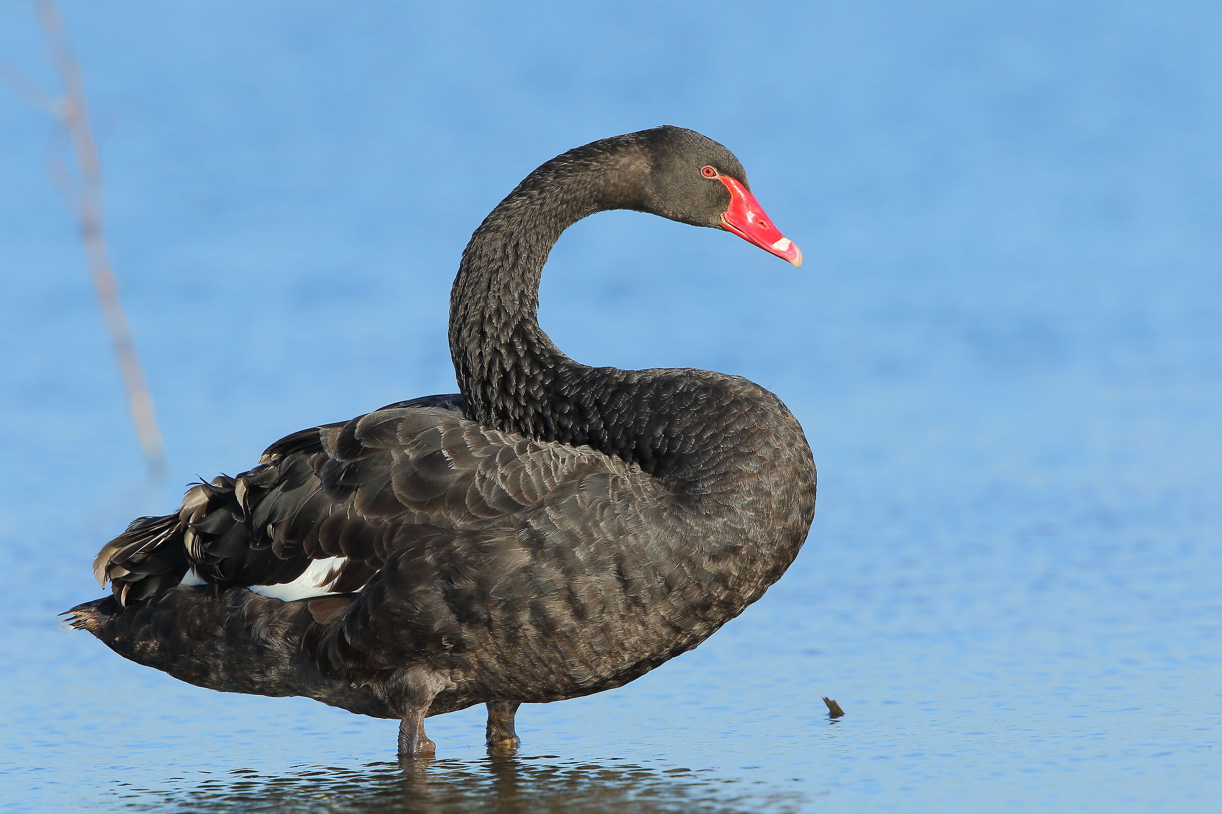 black swan