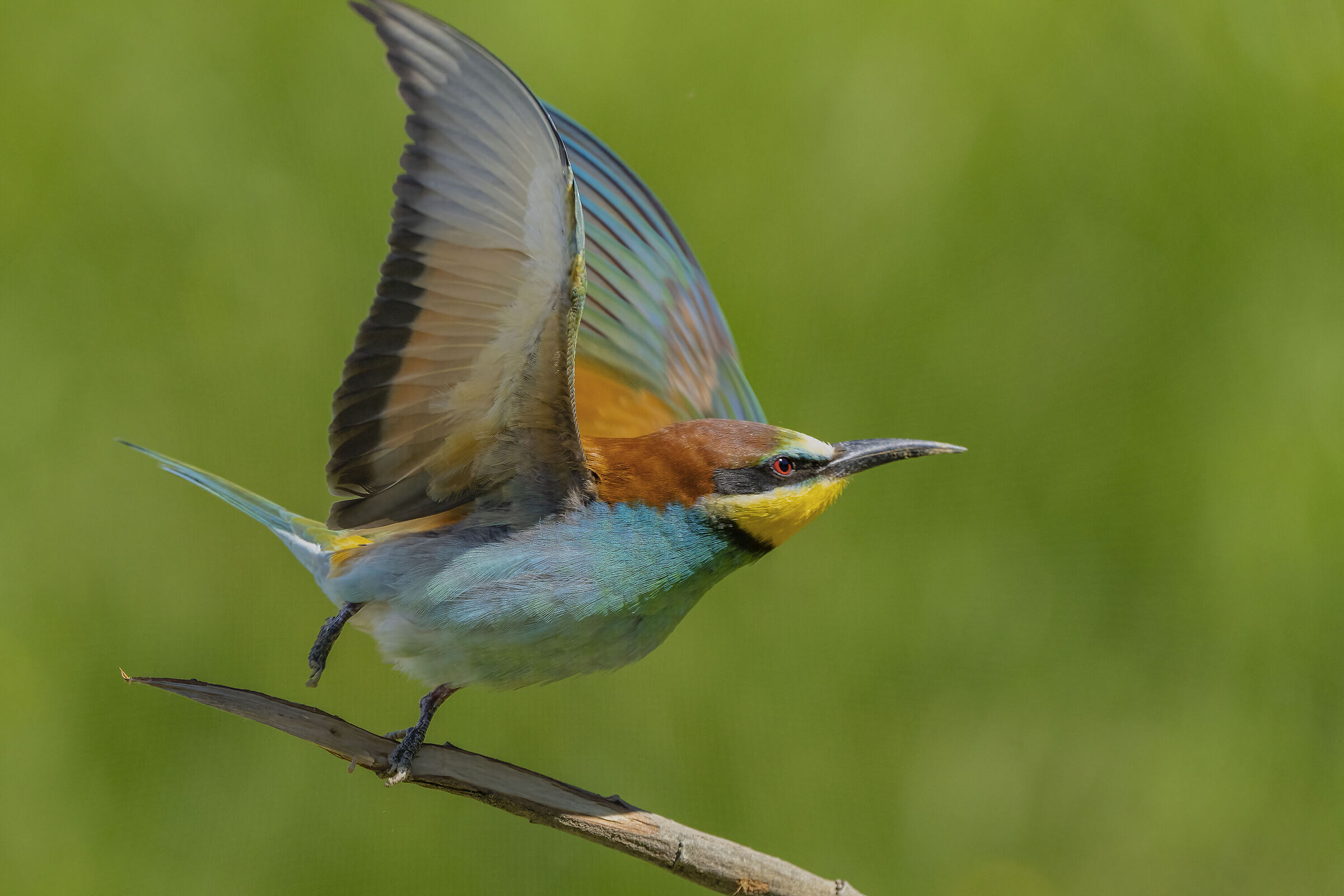 Gruccione in decollo