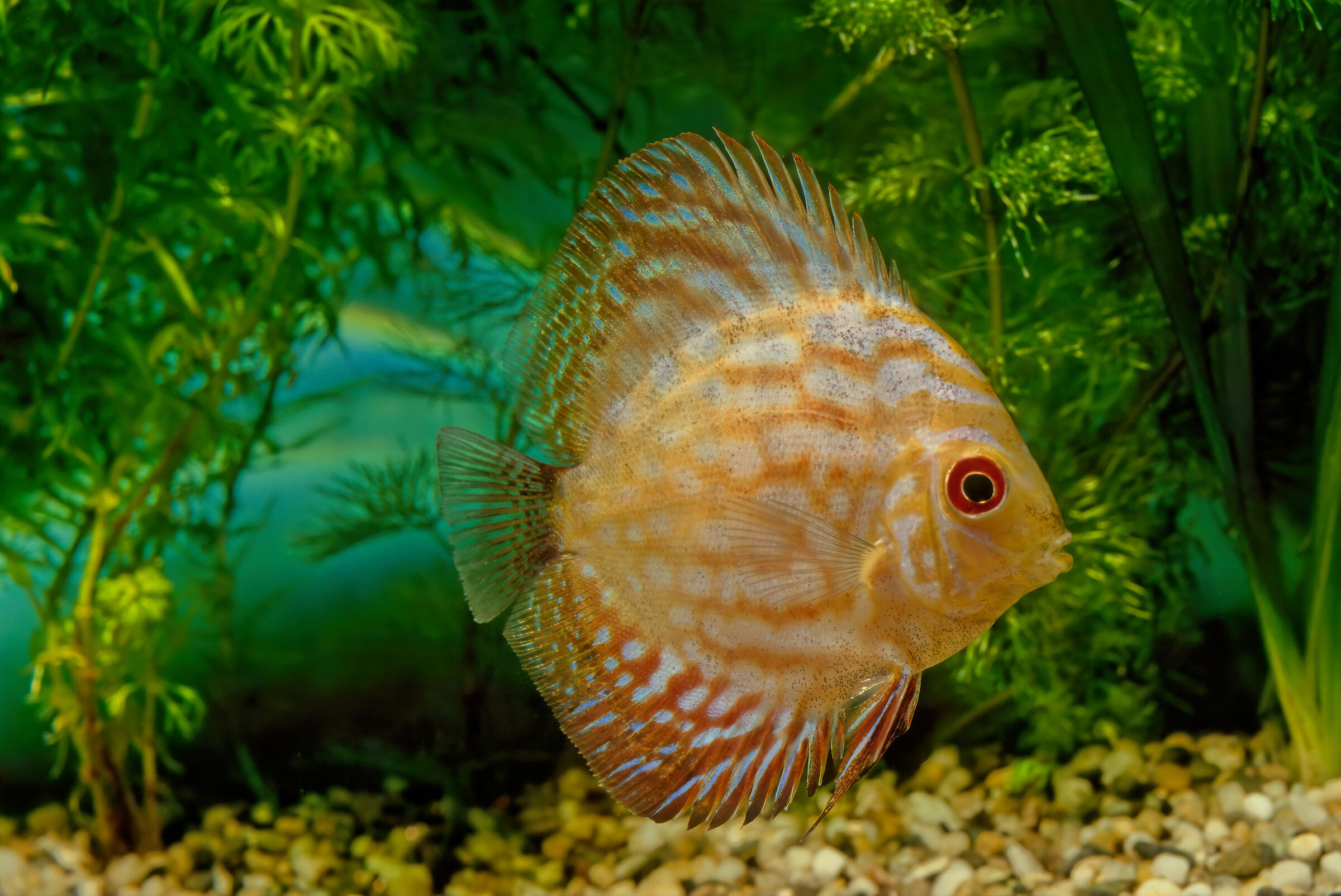 Discus