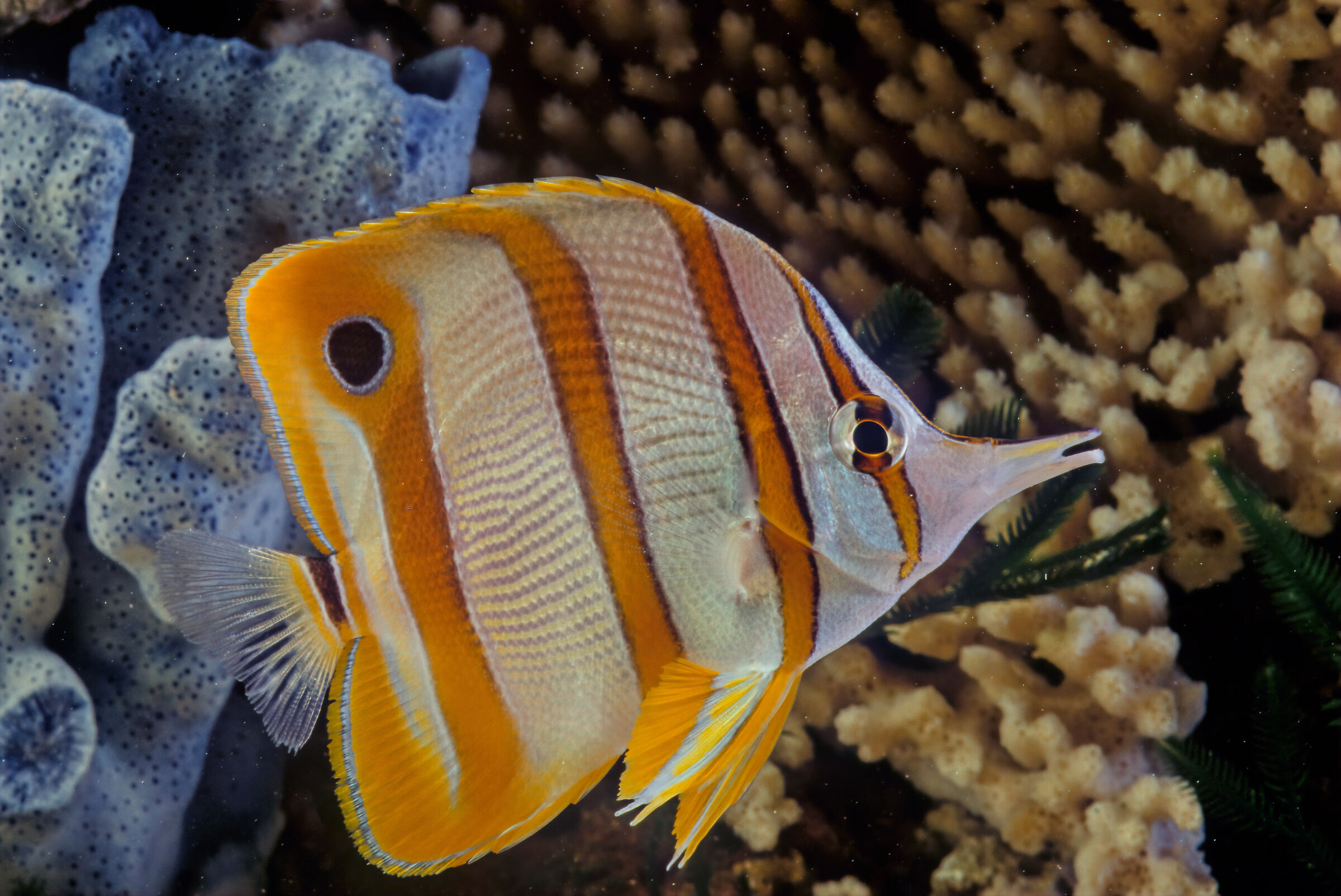 Copperband butterflyfish
