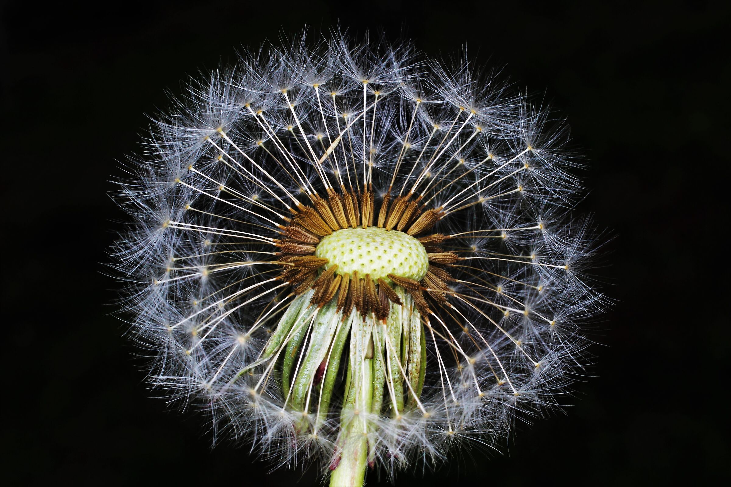 soffione nello spazio