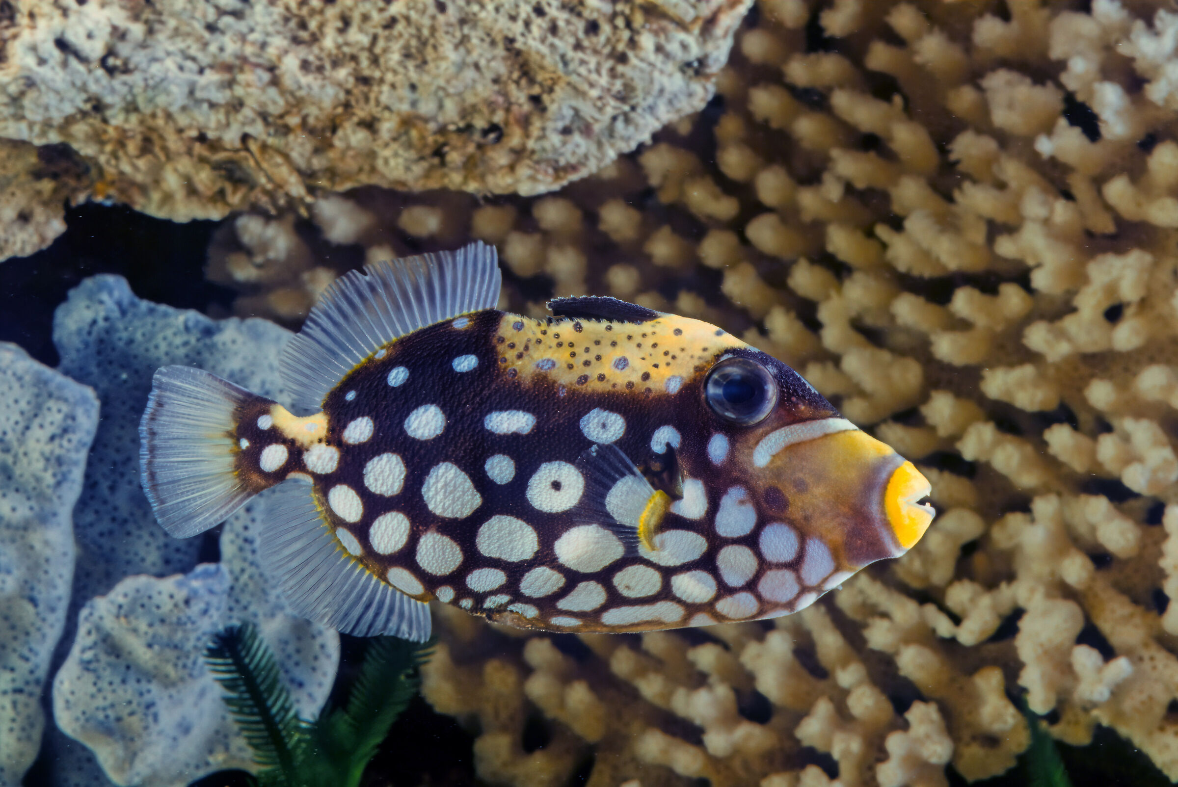 Clown triggerfish