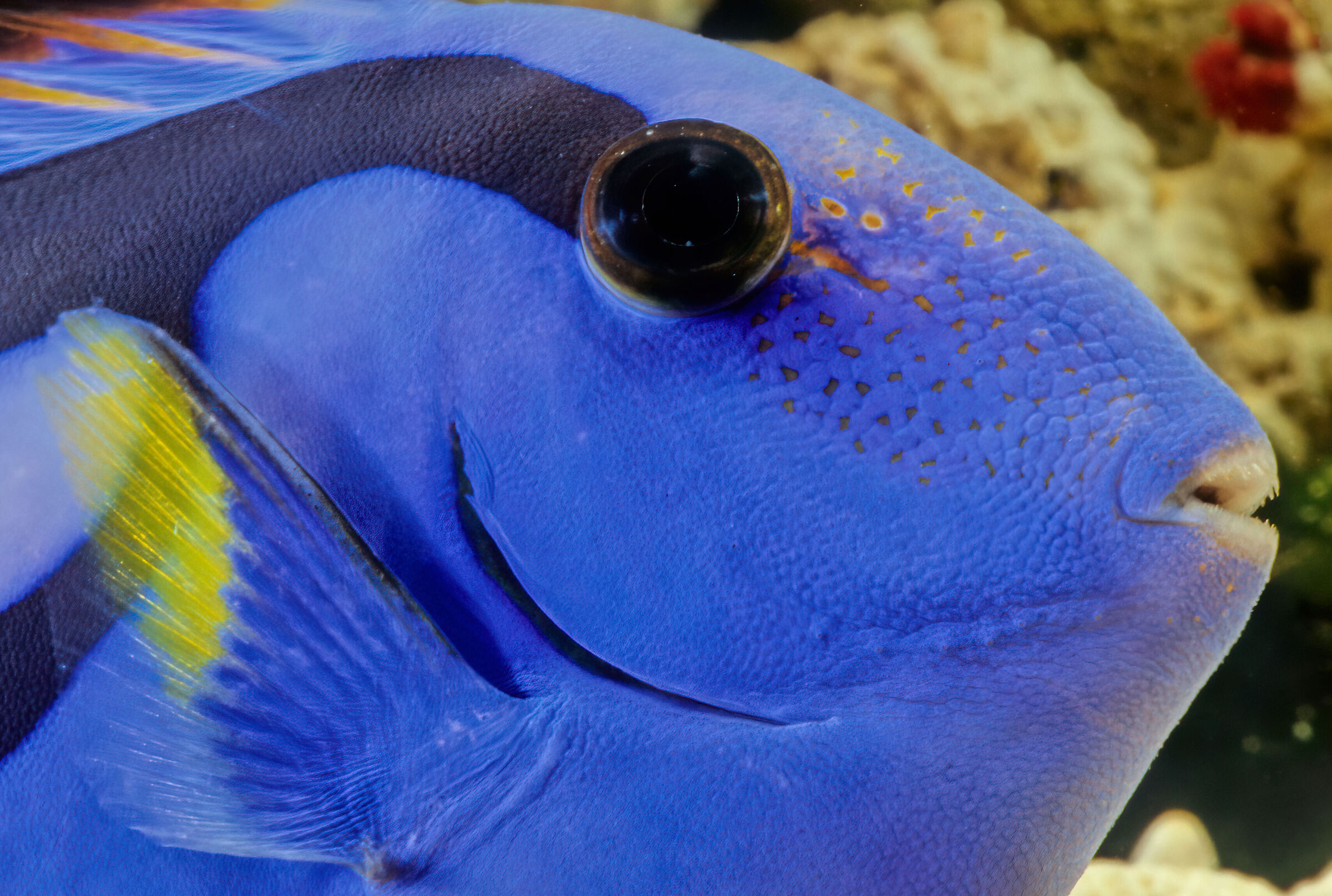 Paracanthurus, Paran's