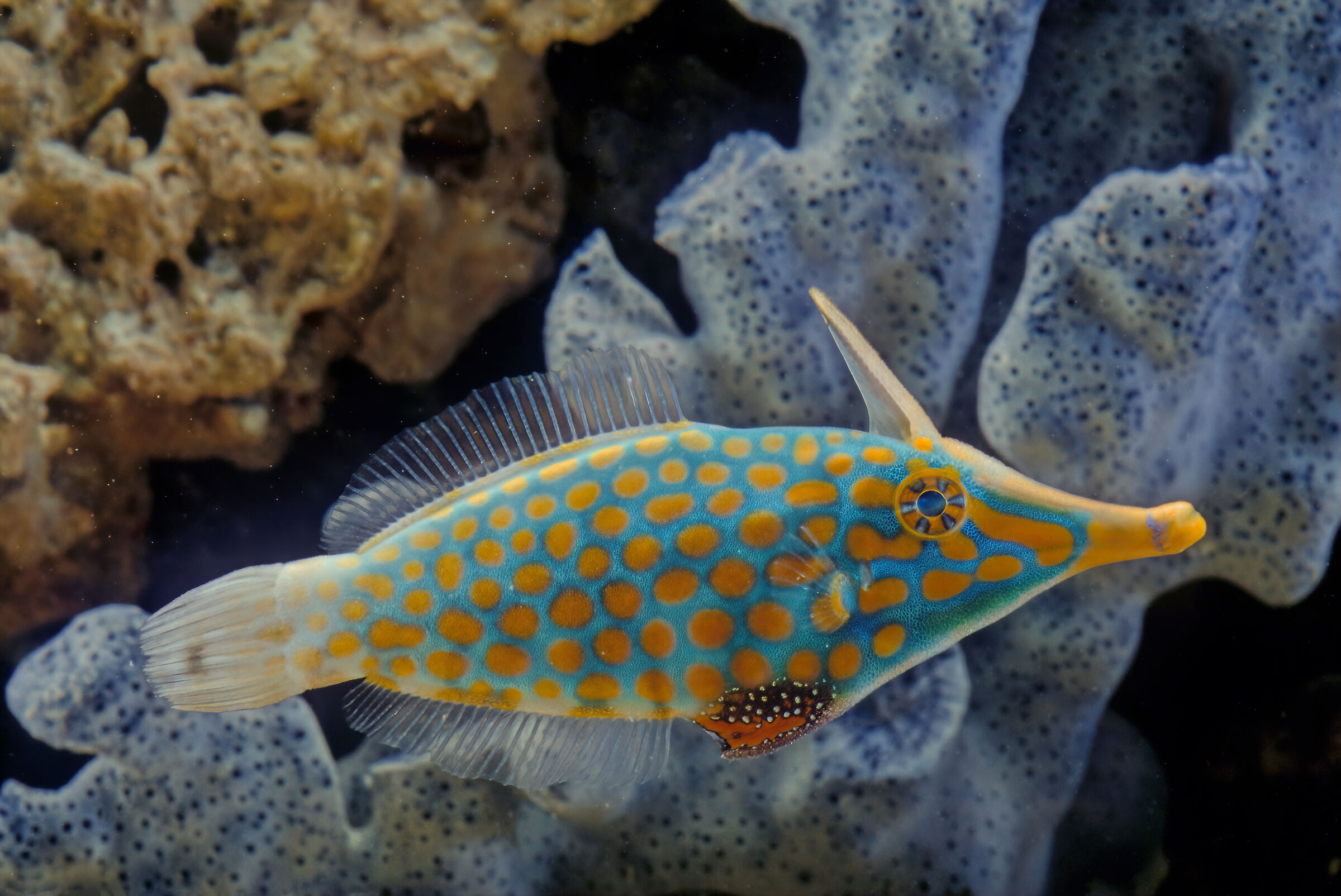 Orange spotted filefish