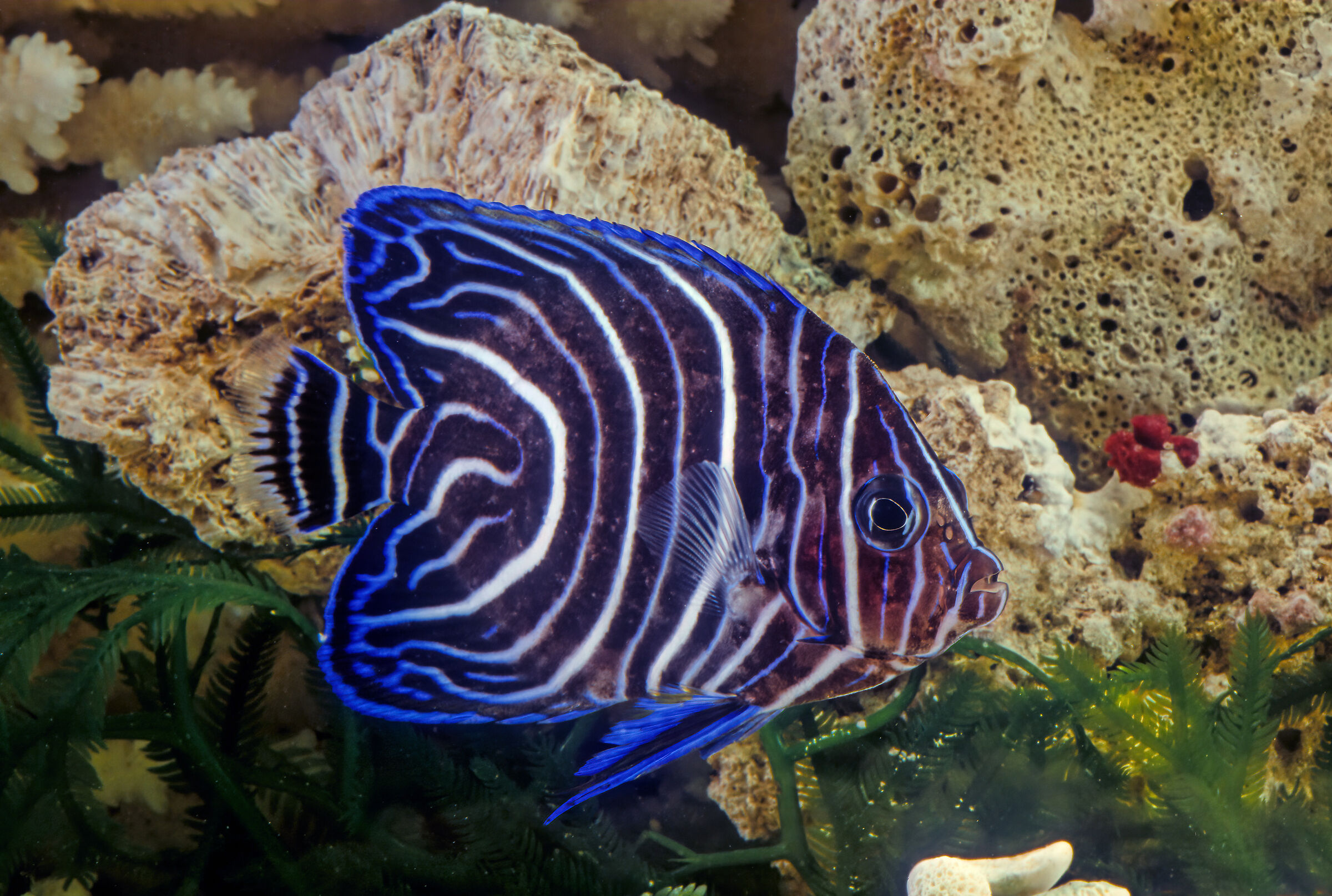 Emperor angelfish