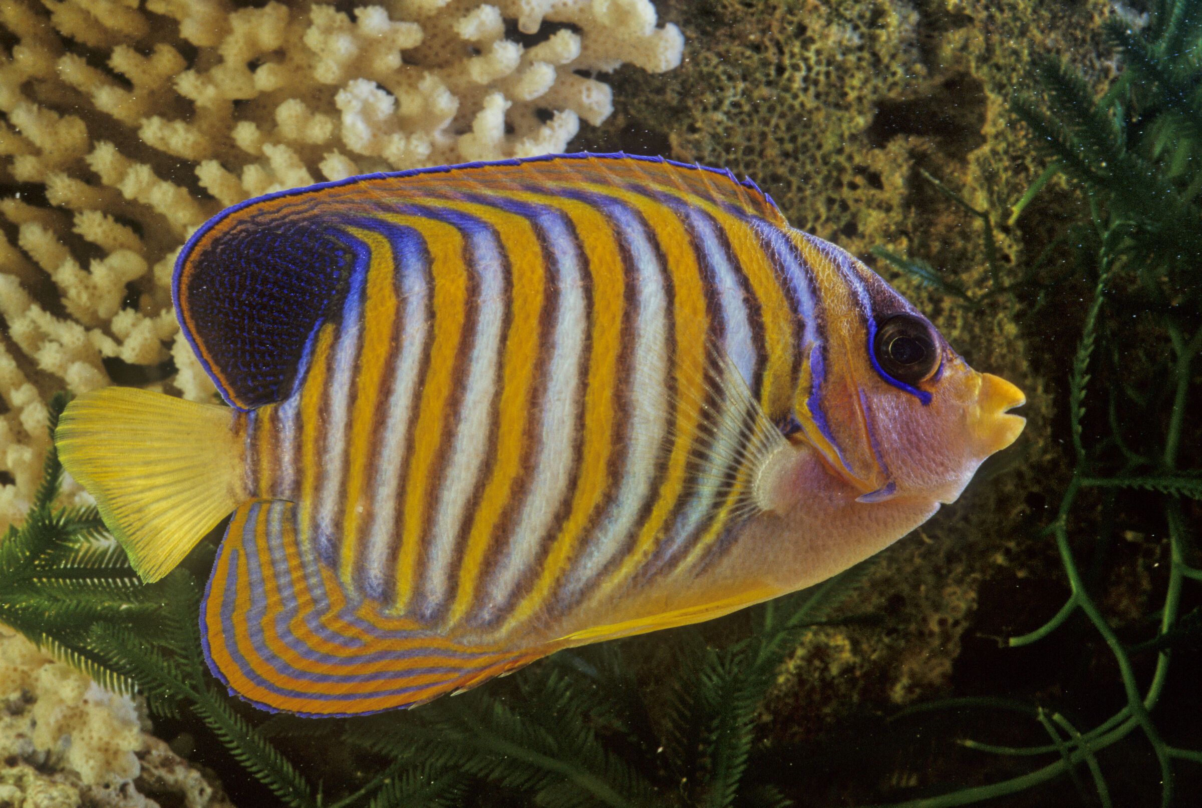 Royal Angelfish