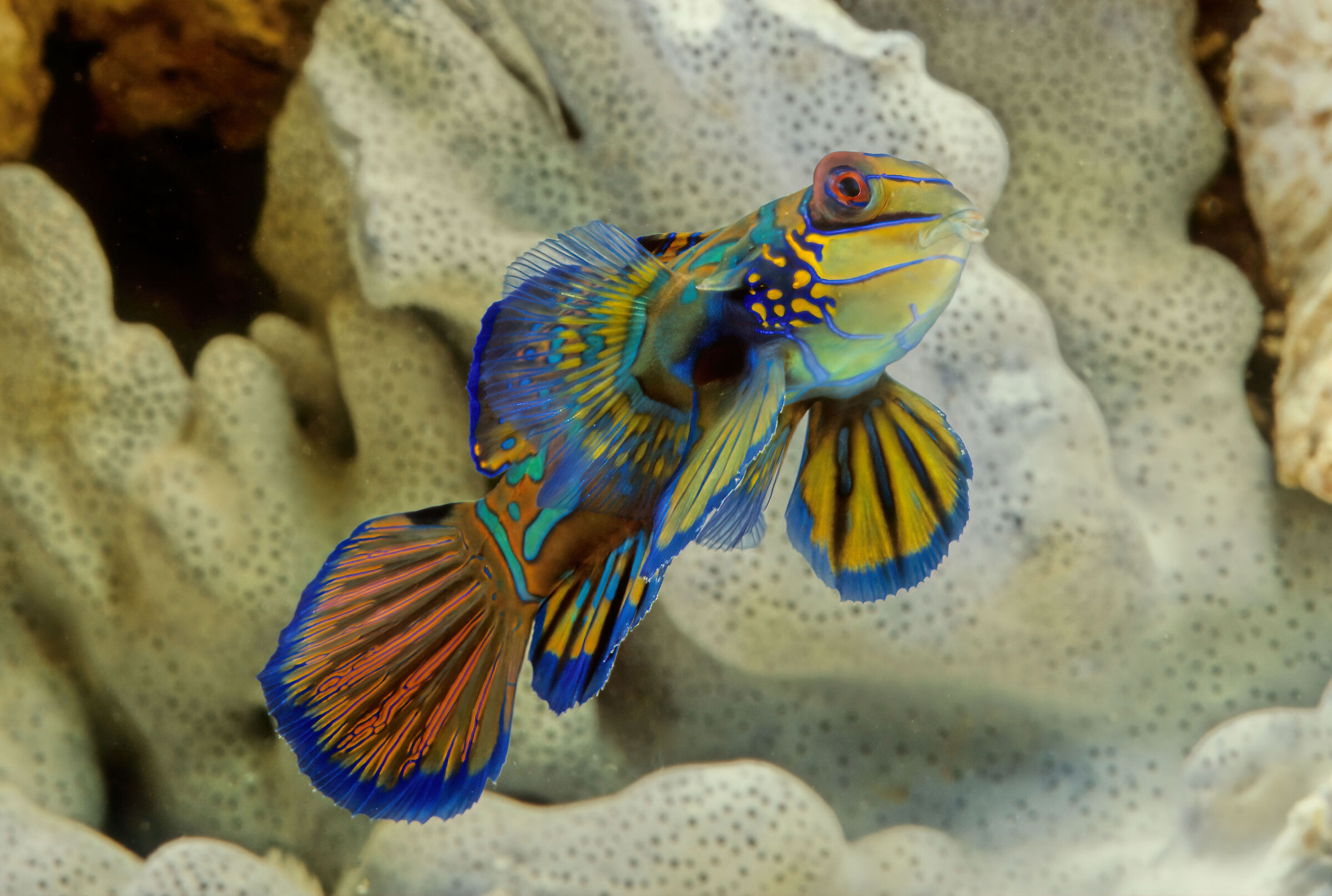 Synchiropus splendidus