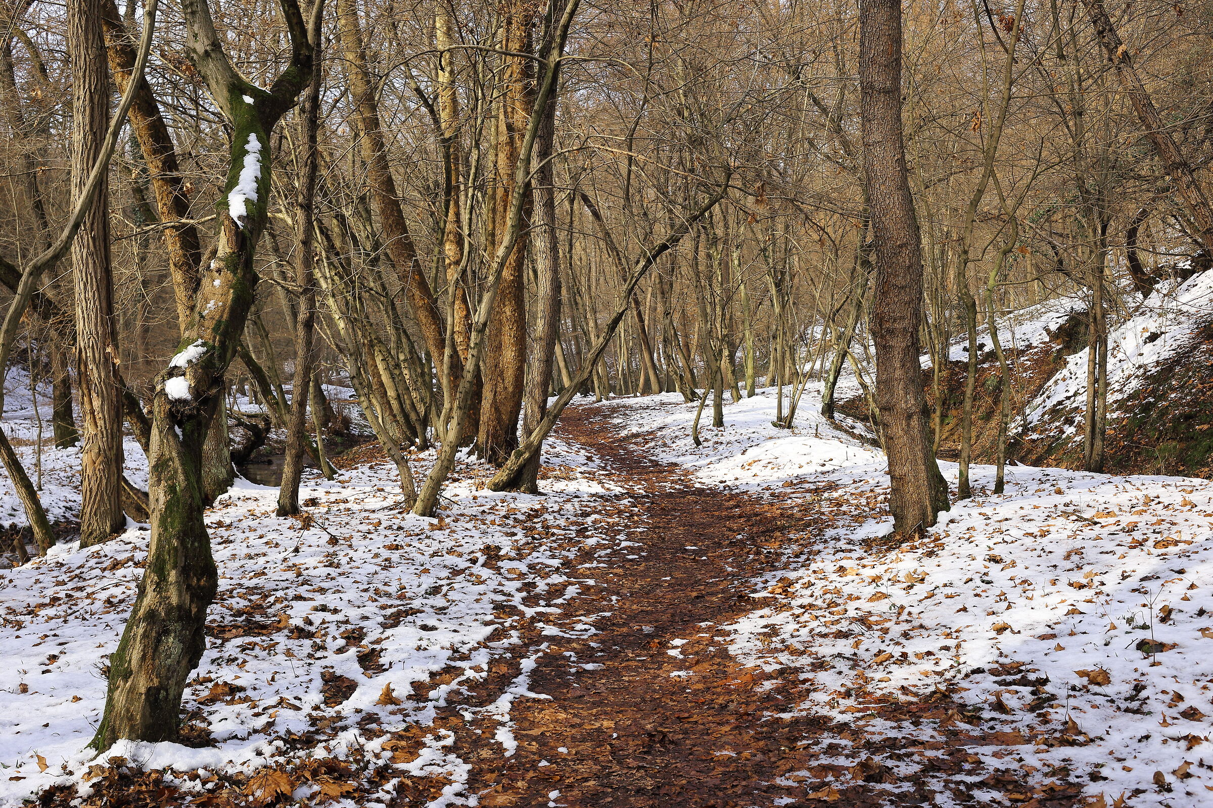 Il sentiero nel bosco