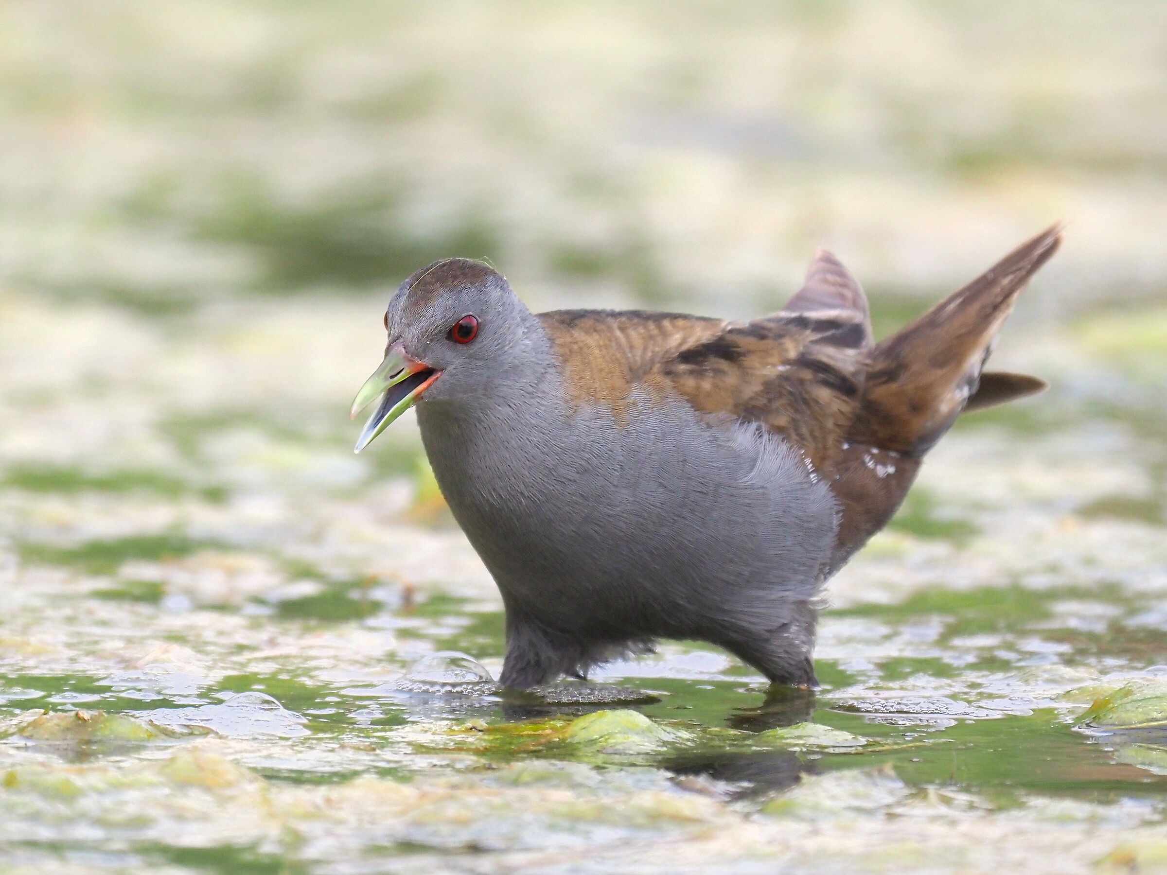 little crake