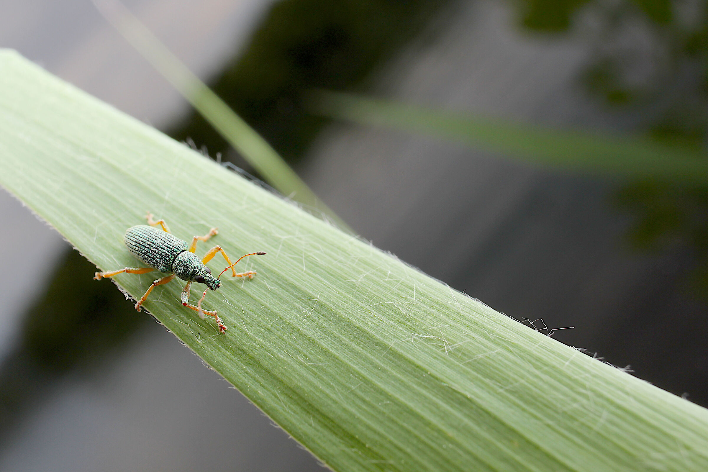 Phylidrusus sul fiume