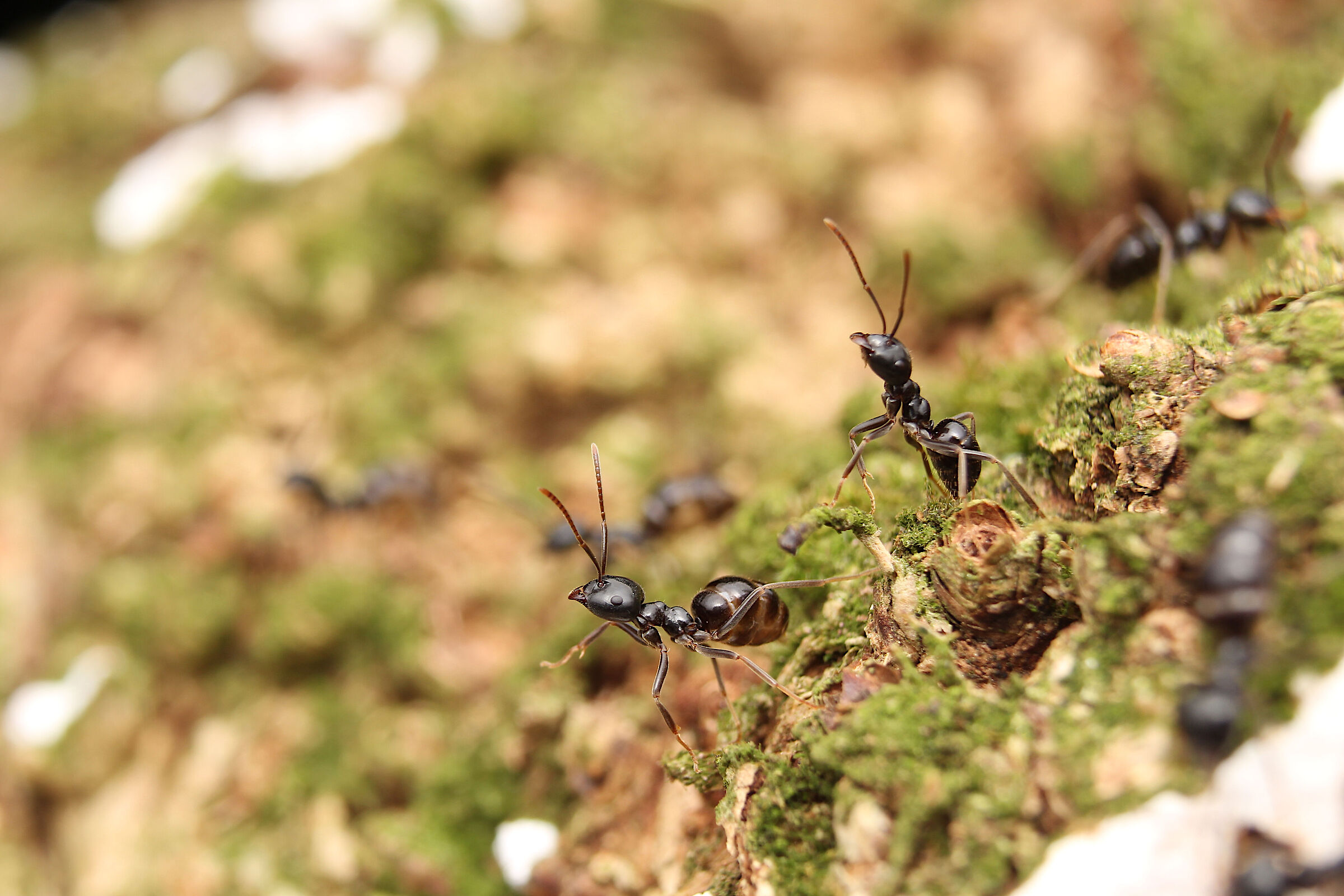 Lasius fuliginosus