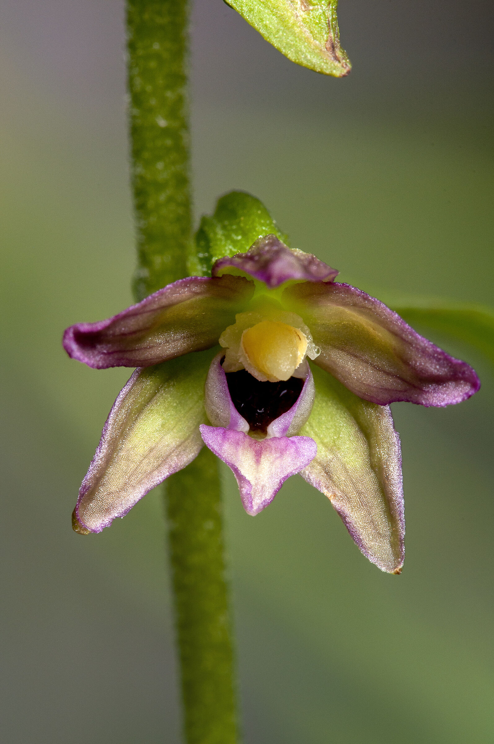 Epipactis palustris