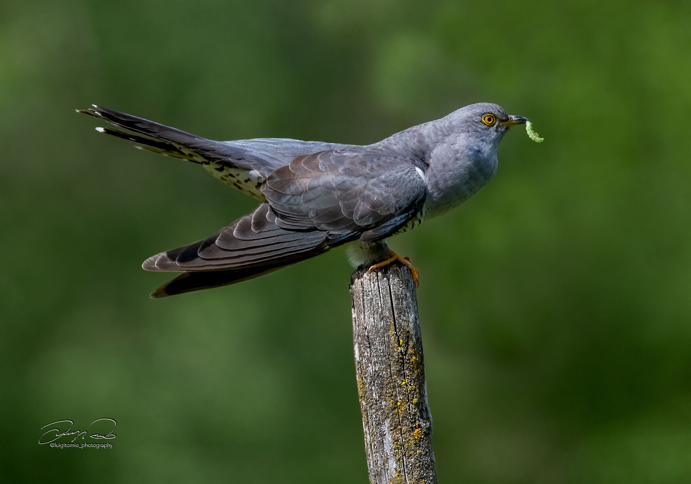 The Cuckoo (Cuculus canorus)