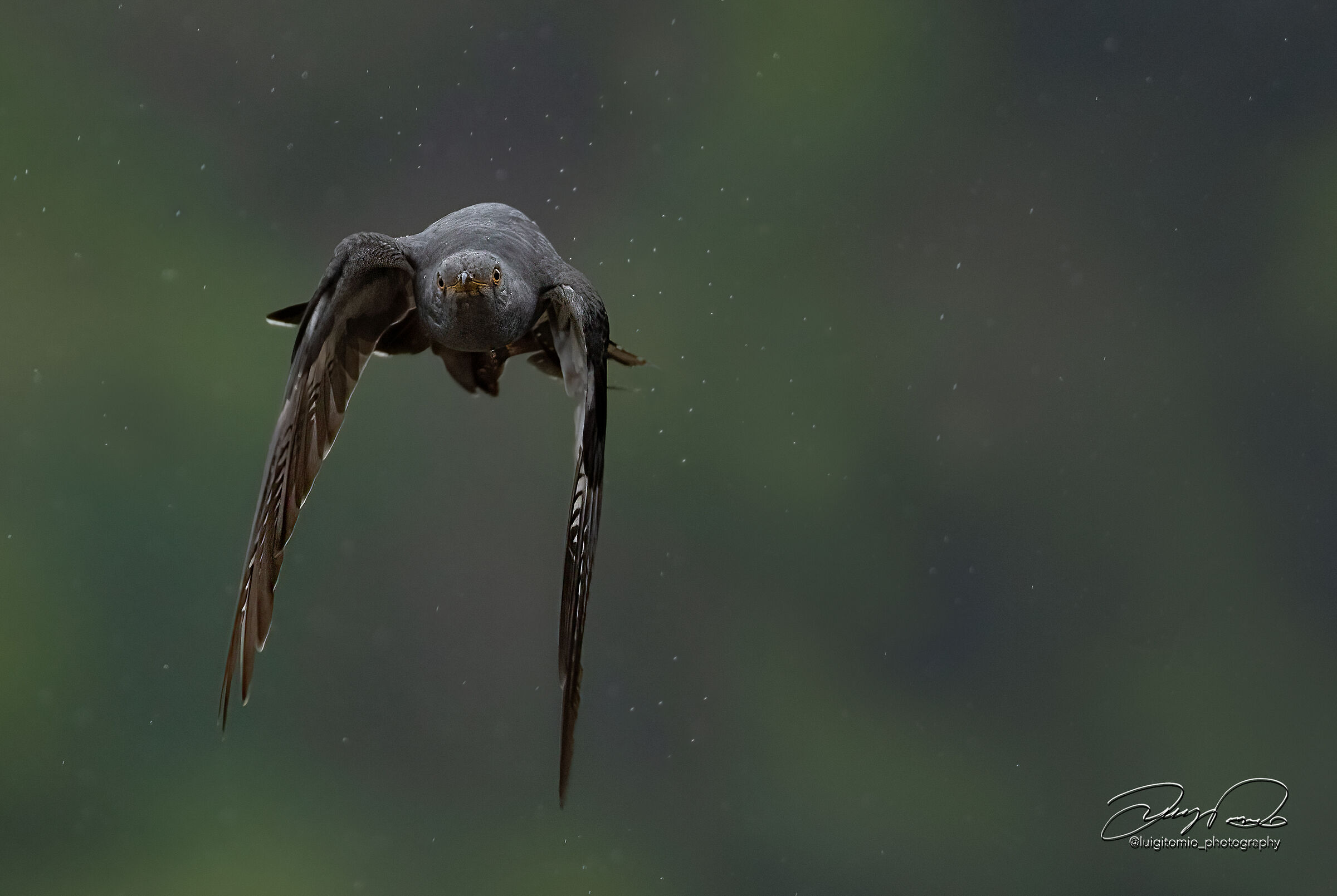 The Cuckoo (Cuculus canorus) A tu x tu!
