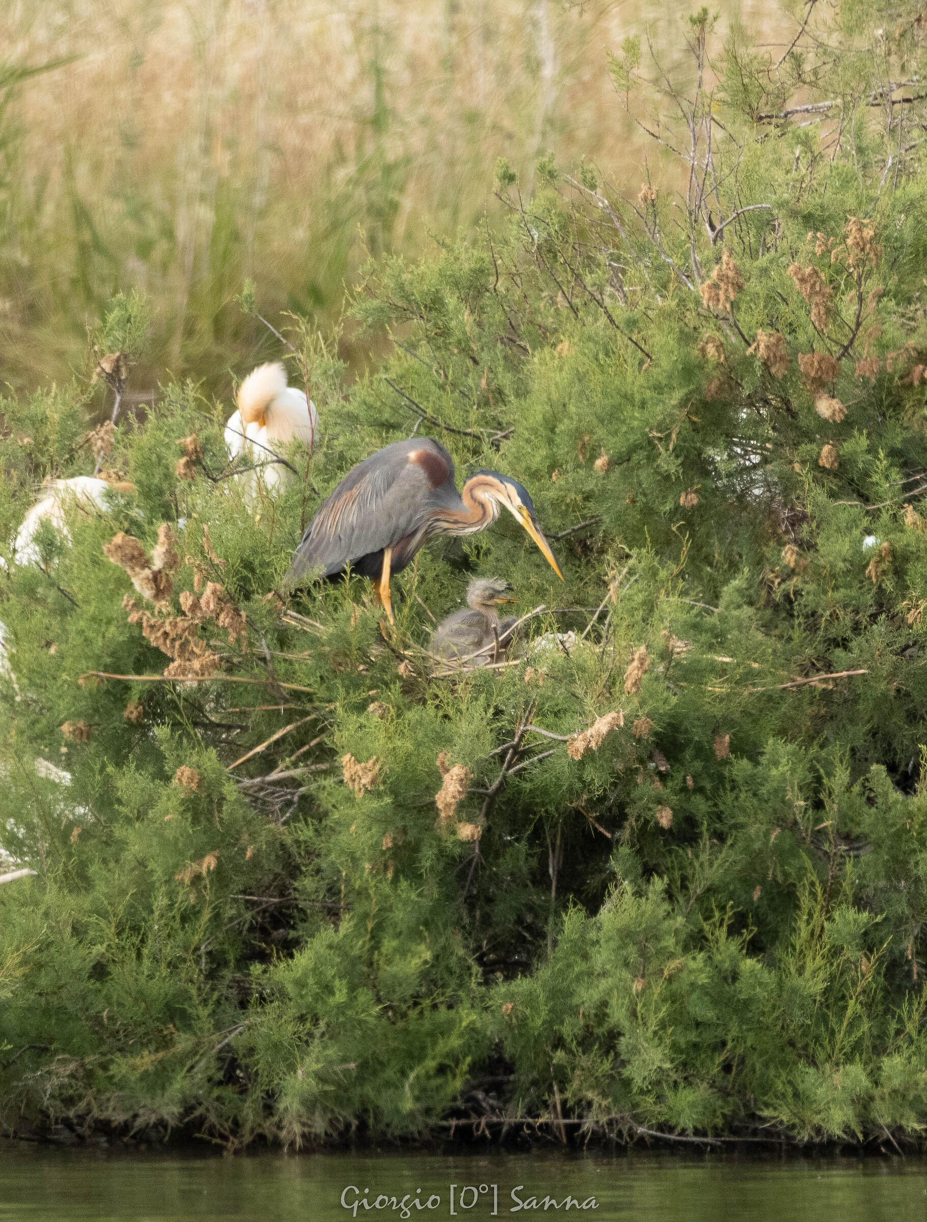 Red Heron with small