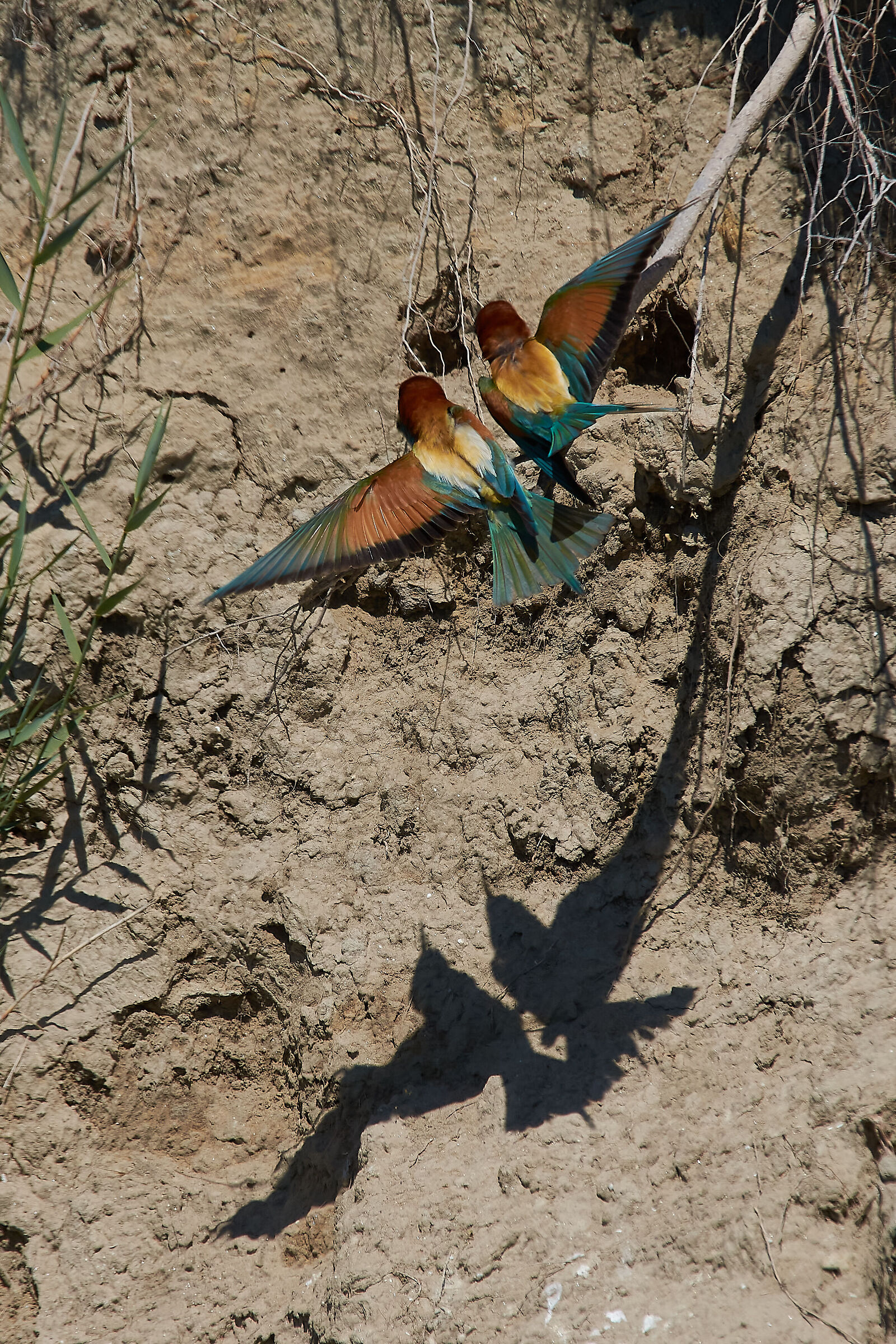 You are my Half in one Flight