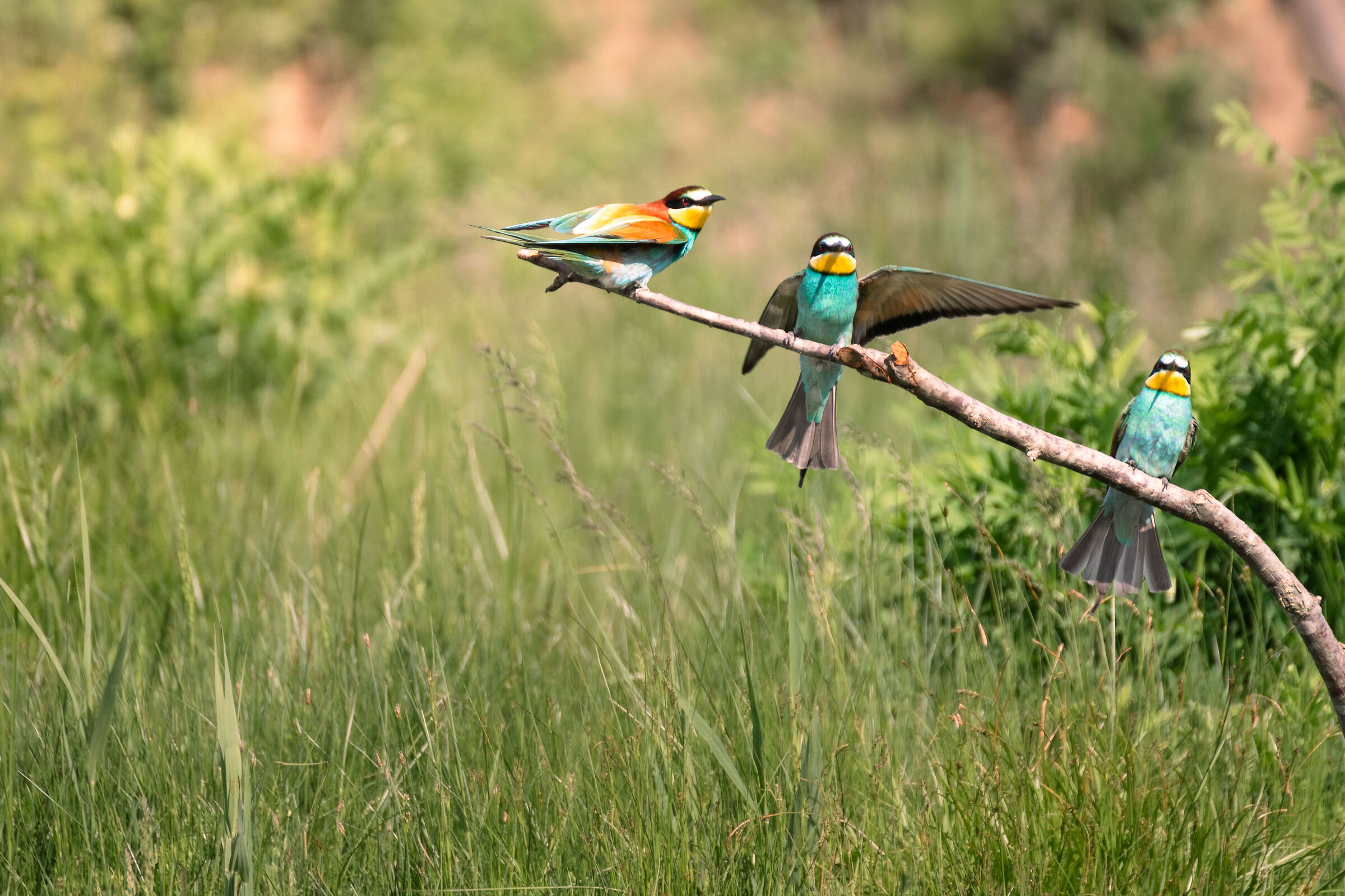Scusi dov'è il buffet? Da quella parte!