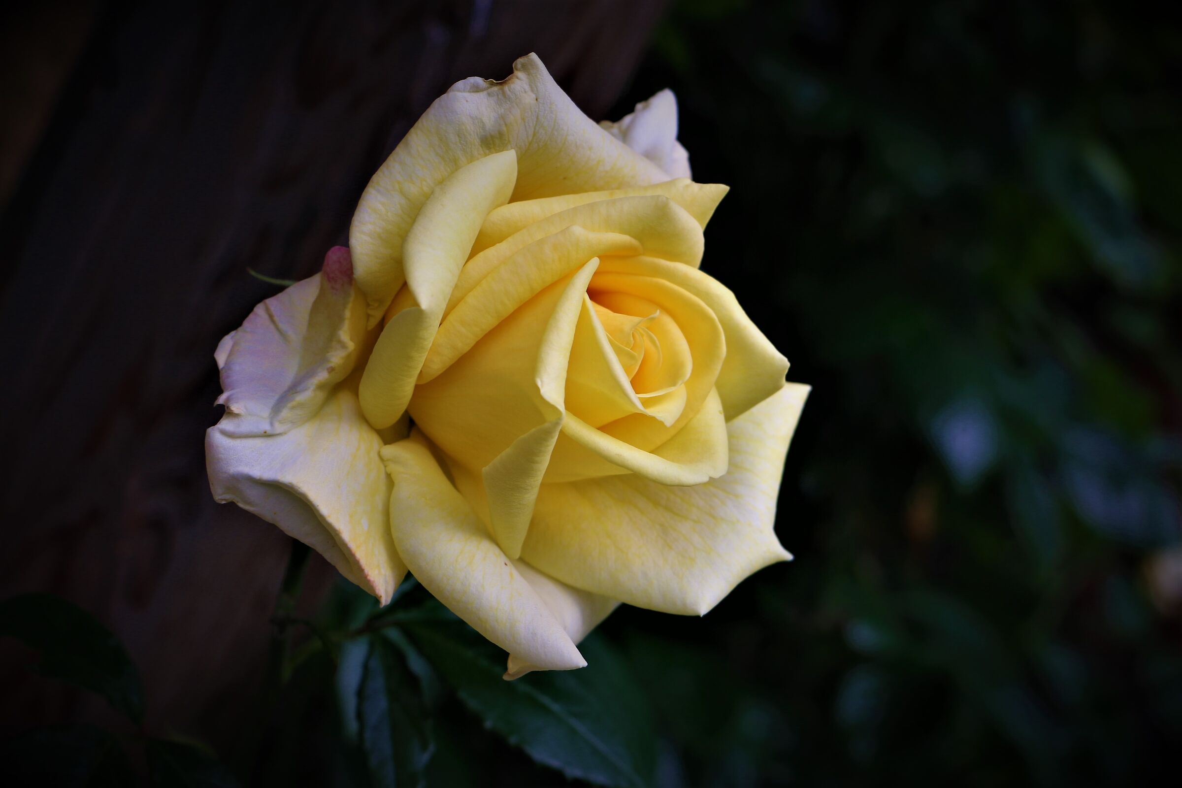Tutti amano la Rosa ma ricorda di amare anche la foglia