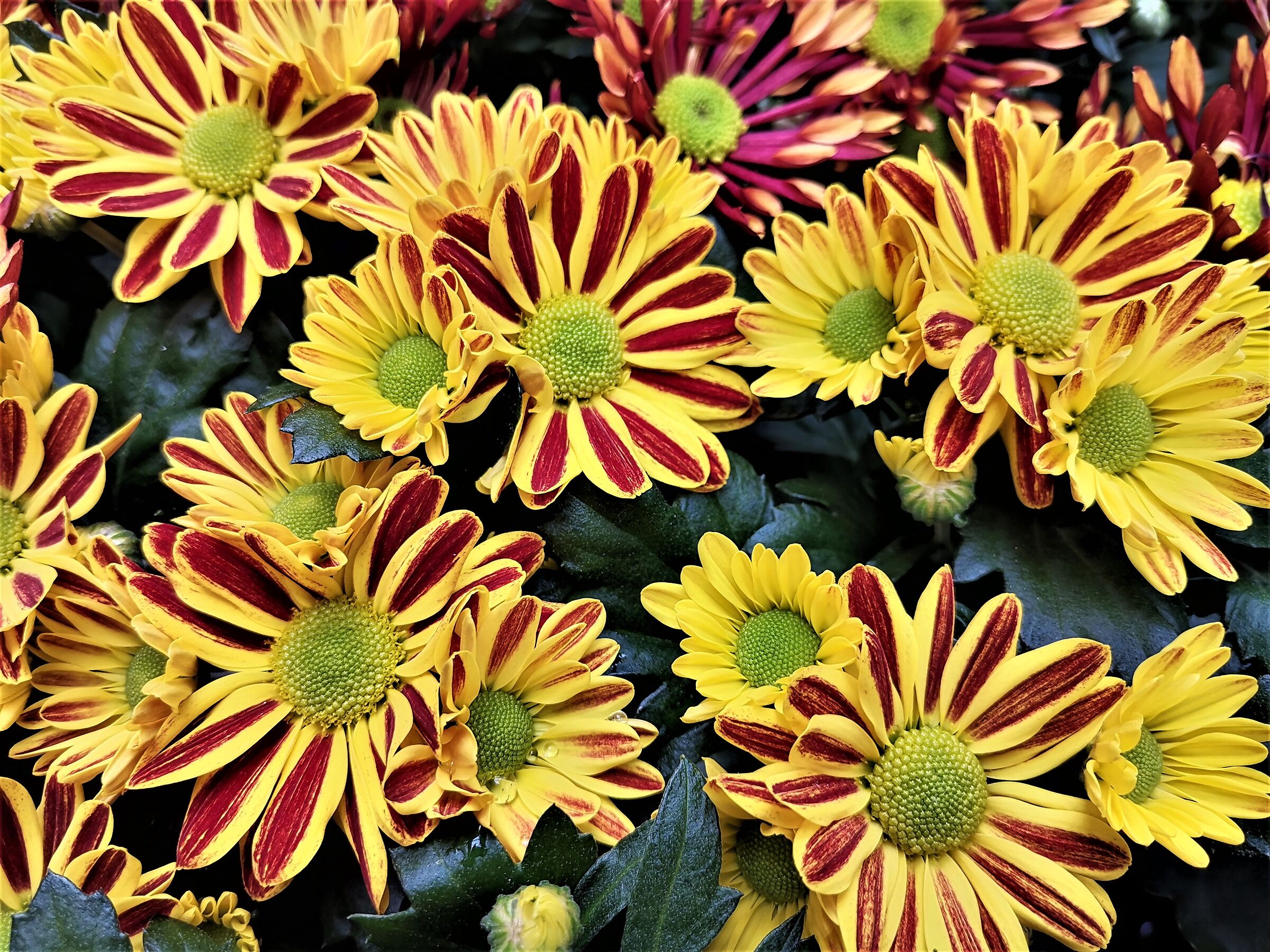 i Fiori se non ci fossero erano da inventare