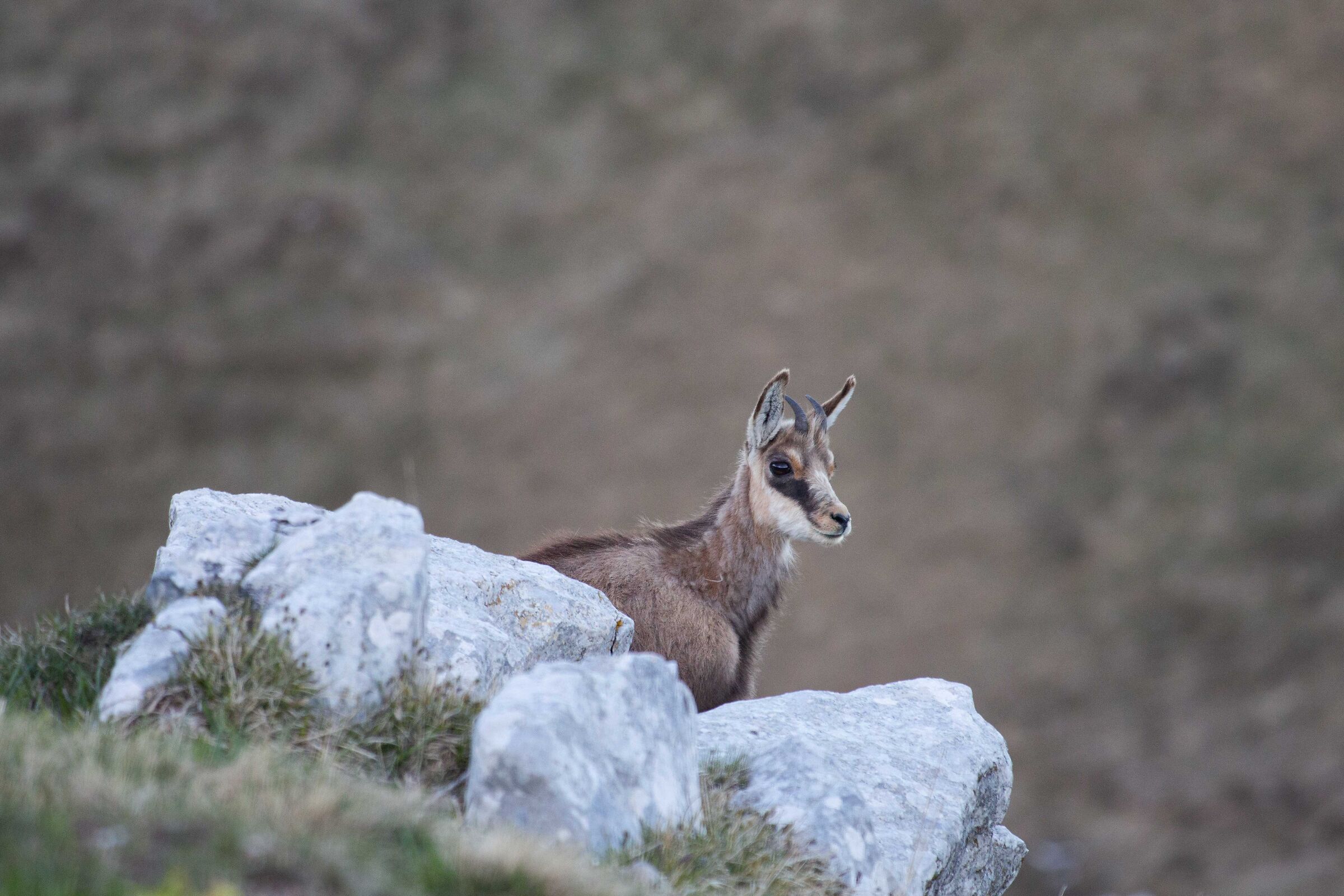 chamois