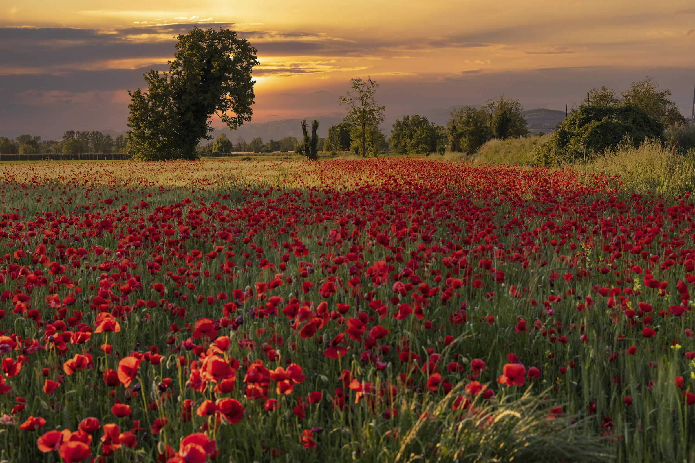 Poppies