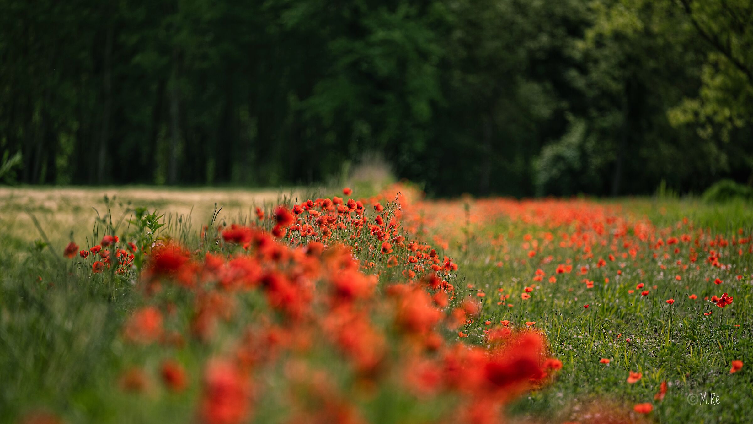 Campo fiorito
